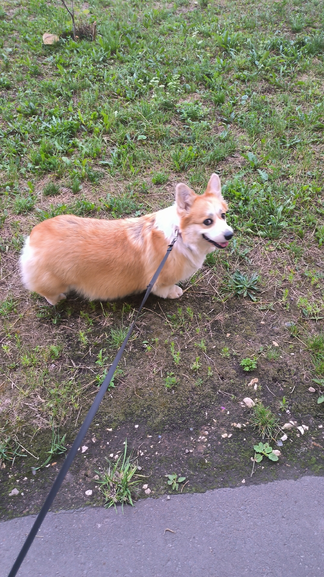 A medium shot shows a fluffy, tan and white corgi on a black leash standing in a grassy area next to a paved sidewalk. The dog is looking to the right, with its tongue slightly sticking out. The grass is patchy and dry in places, with some small green shoots growing among the dirt and rocks. A thin tree branch is visible in the upper left corner of the image. The paved area in the foreground appears to be a sidewalk or path. The image was taken outdoors in what appears to be a city park or residential area.