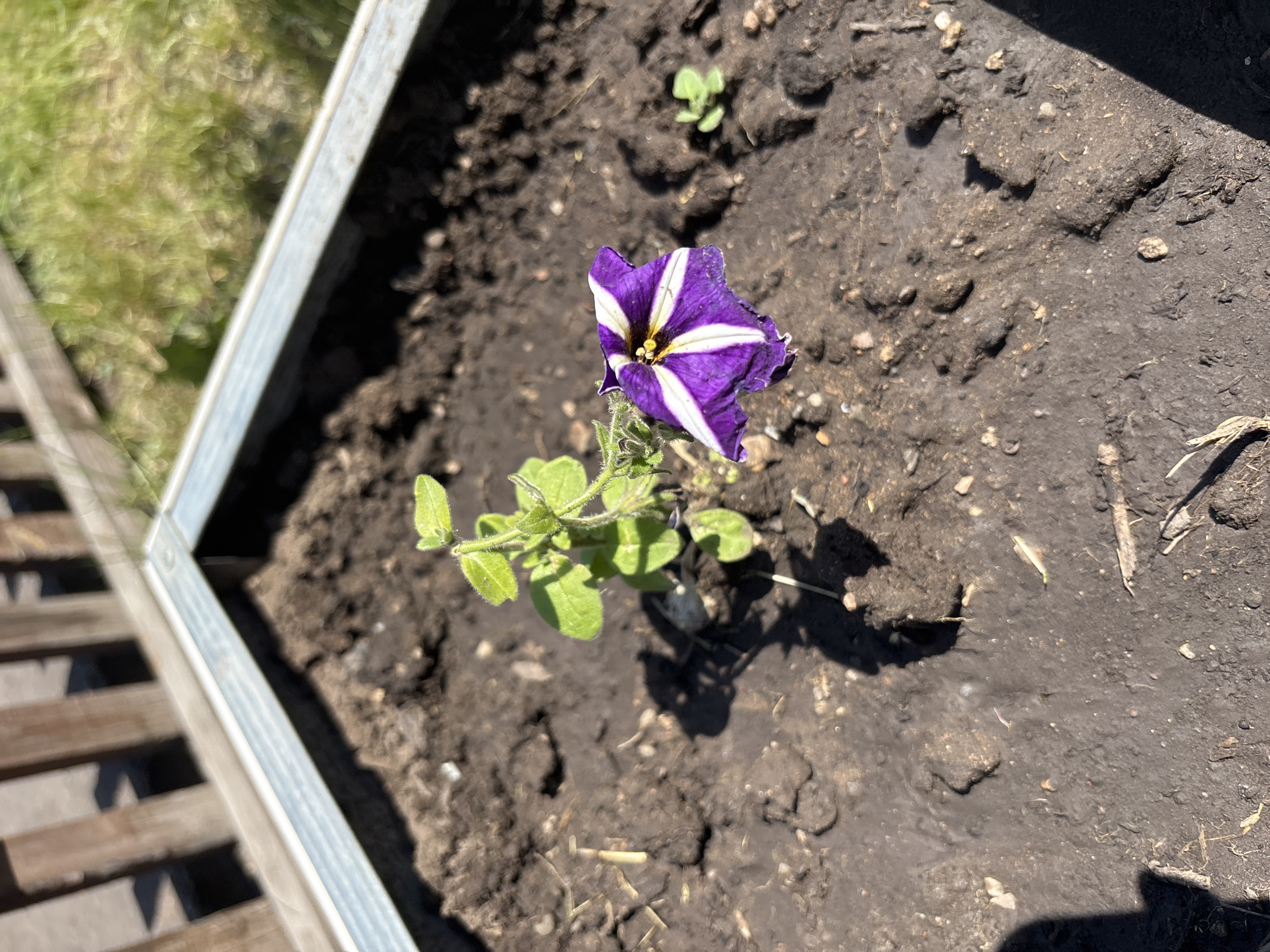 The image displays a close-up, high-angle view of a galvanized metal raised garden bed containing dark, moist soil, located in the city of Зелёное, Russia. A single petunia plant (Petunia x hybrida) is centrally positioned within the bed. The plant features green, ovate leaves along a slender stem and one fully opened bloom. The bloom exhibits a distinct pattern of deep purple petals with five prominent white stripes radiating from a yellow and dark stamen-filled center. A small, indistinct green seedling is visible in the lower right portion of the soil. Direct sunlight illuminates the scene from the upper right, casting a sharp shadow of the petunia plant onto the soil to its immediate right. The soil surface is uneven, showing small clumps and scattered debris, including thin organic fragments. In the background, beyond the raised bed, an out-of-focus wooden fence with vertical slats is visible, casting pronounced shadows. To the far right in the background, out-of-focus green grass or weeds are present. No people are visible.