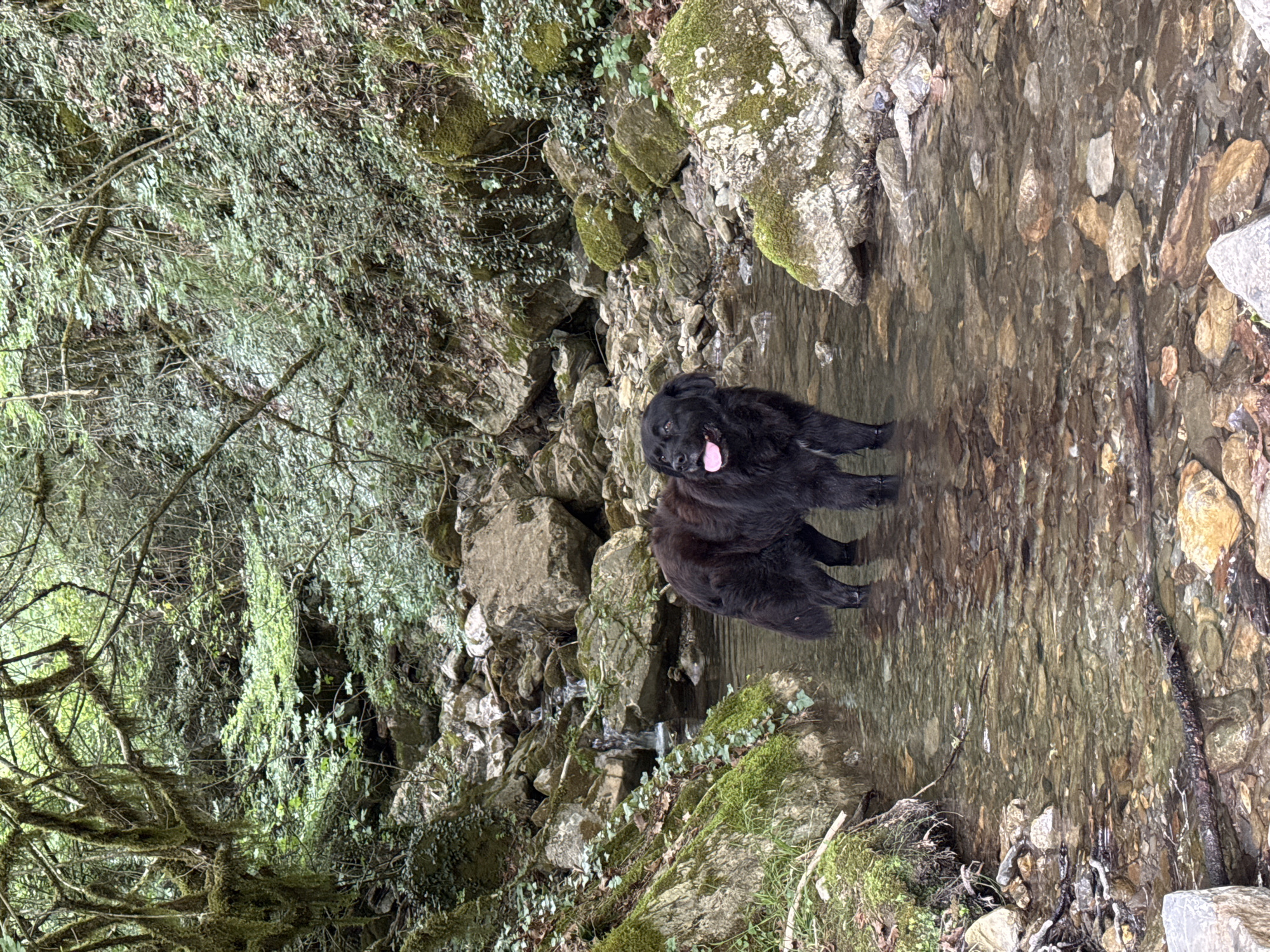 A black dog is standing in a stream. The dog has its tongue hanging out. The stream is surrounded by rocks and moss. The location is Međuriječje, Montenegro. The day is overcast.