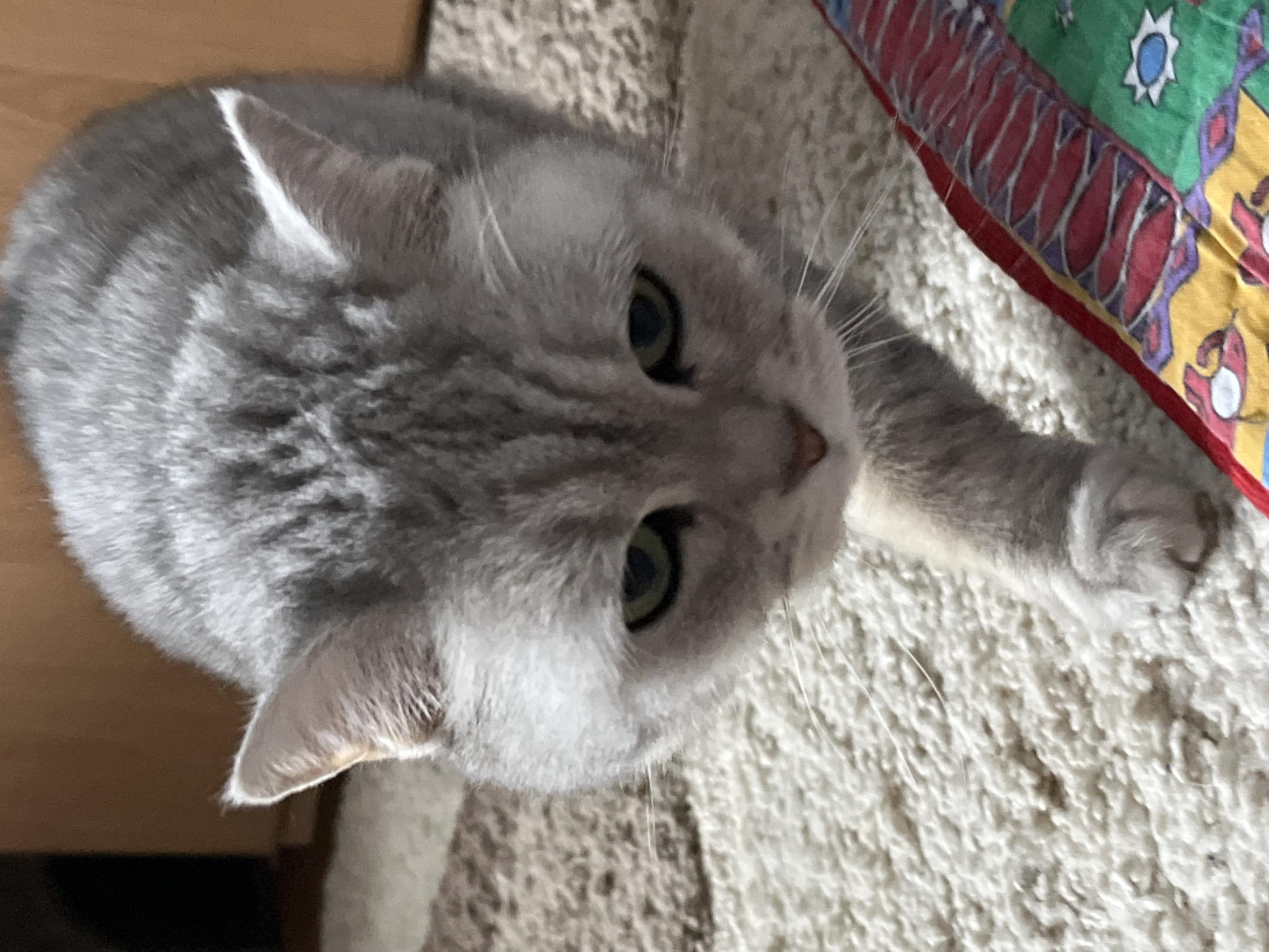 A gray tabby cat with green eyes looks up at the camera. The cat is positioned on a beige, shaggy rug. Part of a colorful pillow with red, yellow, green, and white patterns is visible on the right edge of the image. A wooden object is partially visible in the top left corner. The location is unknown and there is no evidence that it is in Chaikovsky, Russia.