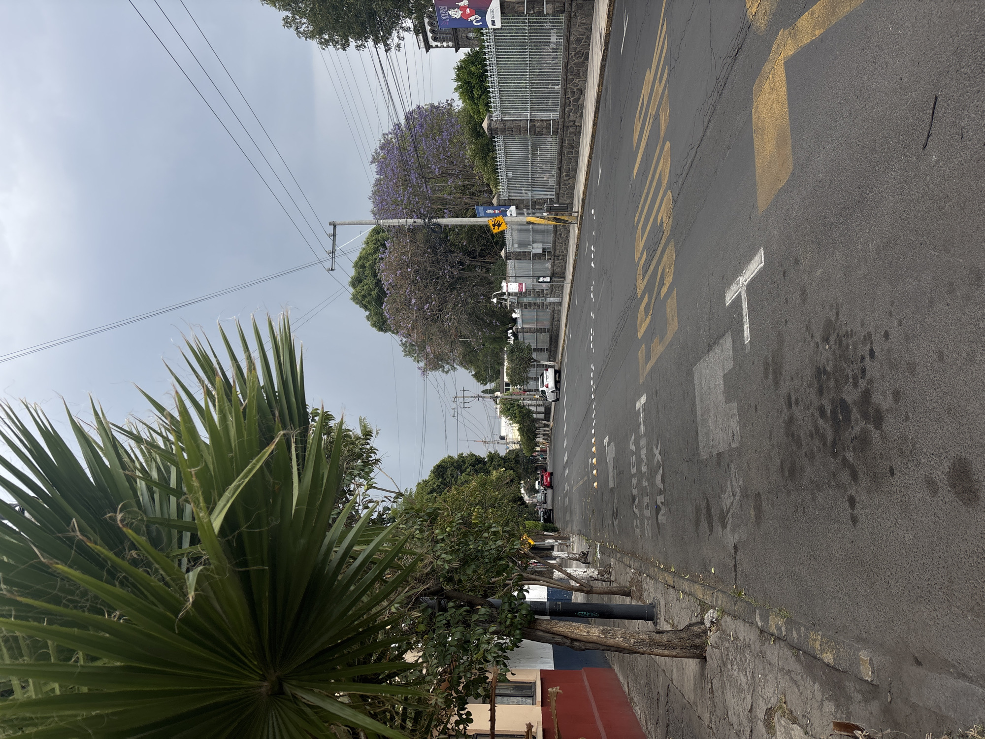 This is an eye-level, outdoor shot of a street in Puebla, Mexico. The photograph is oriented with the road stretching into the distance. The asphalt road is marked with yellow and white lines, and text in Spanish, indicating a loading zone ("CARGA MAX"). A sidewalk lines the right side of the street. A fence runs along the right side, with buildings and trees behind it. There are signs of wear on the road surface.
On the left side, there are trees and a partially visible building, obscured by the foliage. A large, leafy palm-like plant is in the foreground on the left. Utility poles with overhead wires run along the left side of the street. The sky is overcast. In the distance, there are several vehicles traveling on the road. There are no visible people.