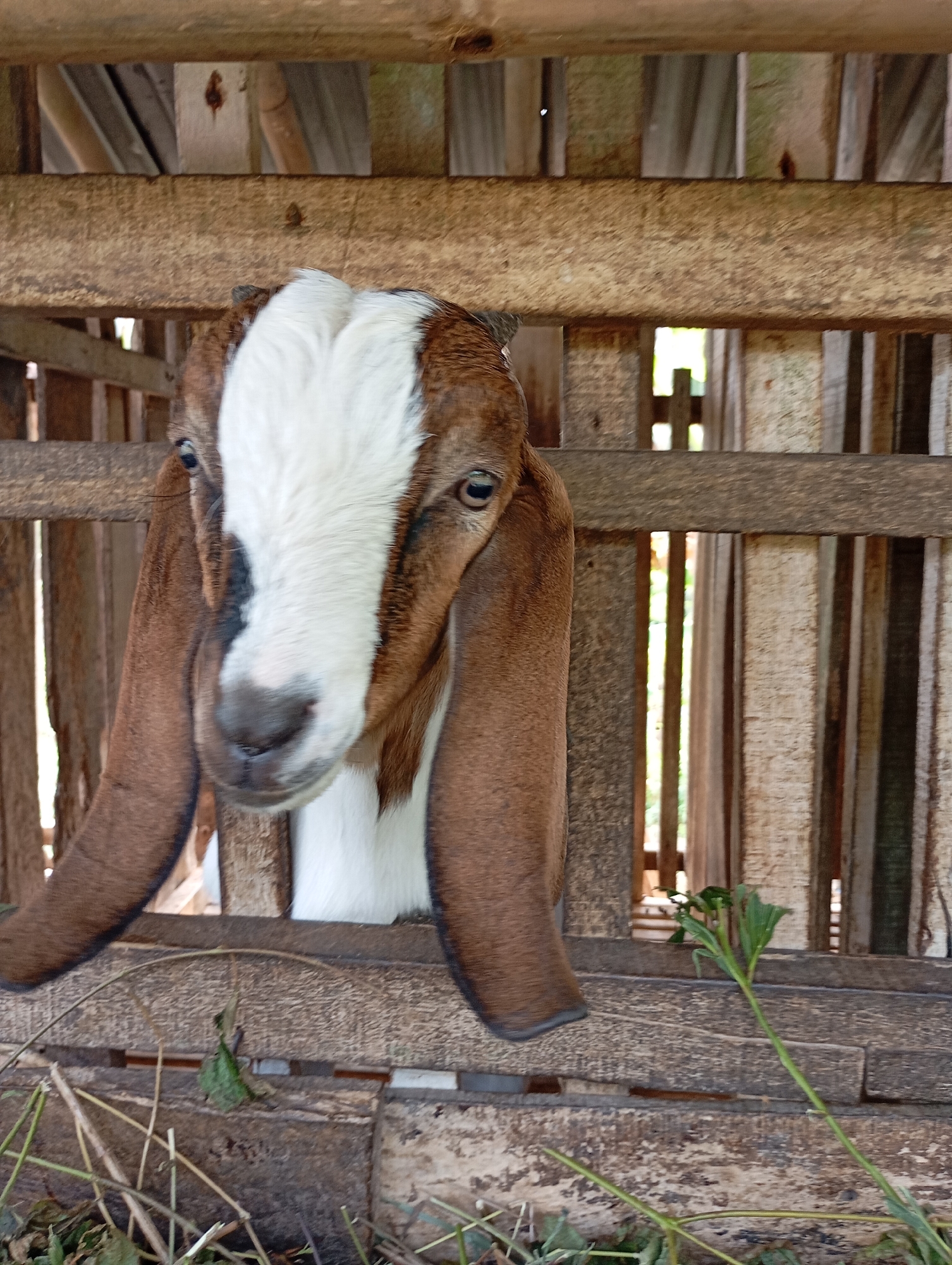 A close-up, medium shot captures a brown and white goat peering out from a wooden enclosure. The goat's face is partially obscured by the wooden slats of the enclosure, with its large brown ears hanging down. The goat has a white blaze running down its forehead and nose. The enclosure appears to be made of rough-hewn wooden planks and posts, with dried vegetation and straw visible on the ground below. The background shows more wooden structures and a hint of greenery, suggesting an outdoor setting. The lighting is natural and slightly diffused. The photograph was taken from a slightly low angle, looking up at the goat. The overall impression is a candid shot of an animal in its rural habitat in Ketepung, Indonesia.