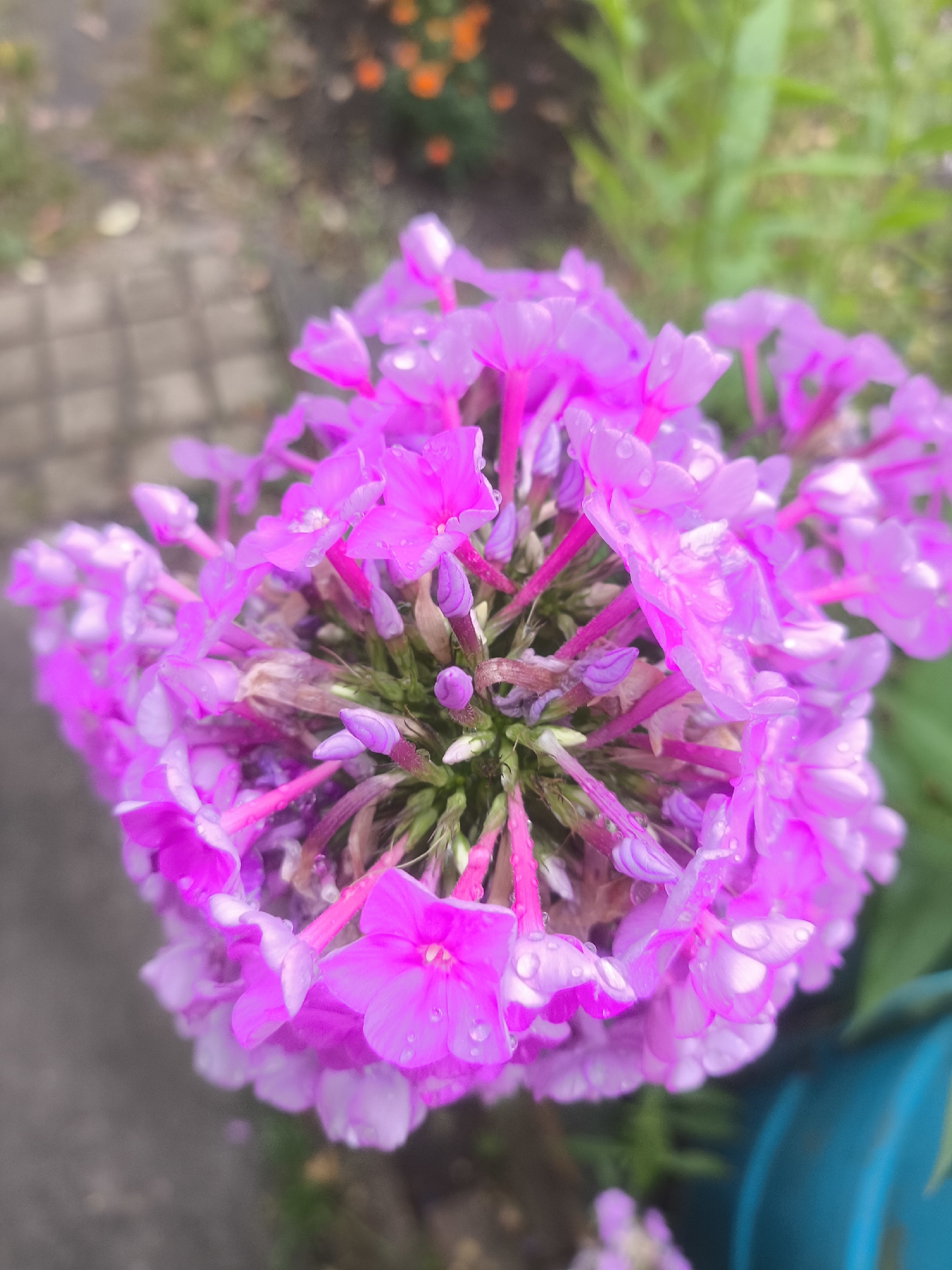 A close-up, overhead shot captures a cluster of vibrant pink phlox flowers in full bloom. The petals, tinged with lighter hues at their edges, are adorned with numerous water droplets, suggesting recent rain or dew. The flowers are densely packed, forming a rounded, somewhat wild bouquet, with some buds still tightly closed and others beginning to unfurl. The background is softly blurred, revealing hints of green foliage, brown earth, and a paved walkway made of rectangular bricks on the left. In the upper portion of the background, out-of-focus orange elements suggest other blooming plants or possibly artificial decorations. A glimpse of a bright teal object is visible on the right side of the frame, partially obscured by the flowers. The overall impression is one of natural beauty and the freshness of a garden after a rainfall.