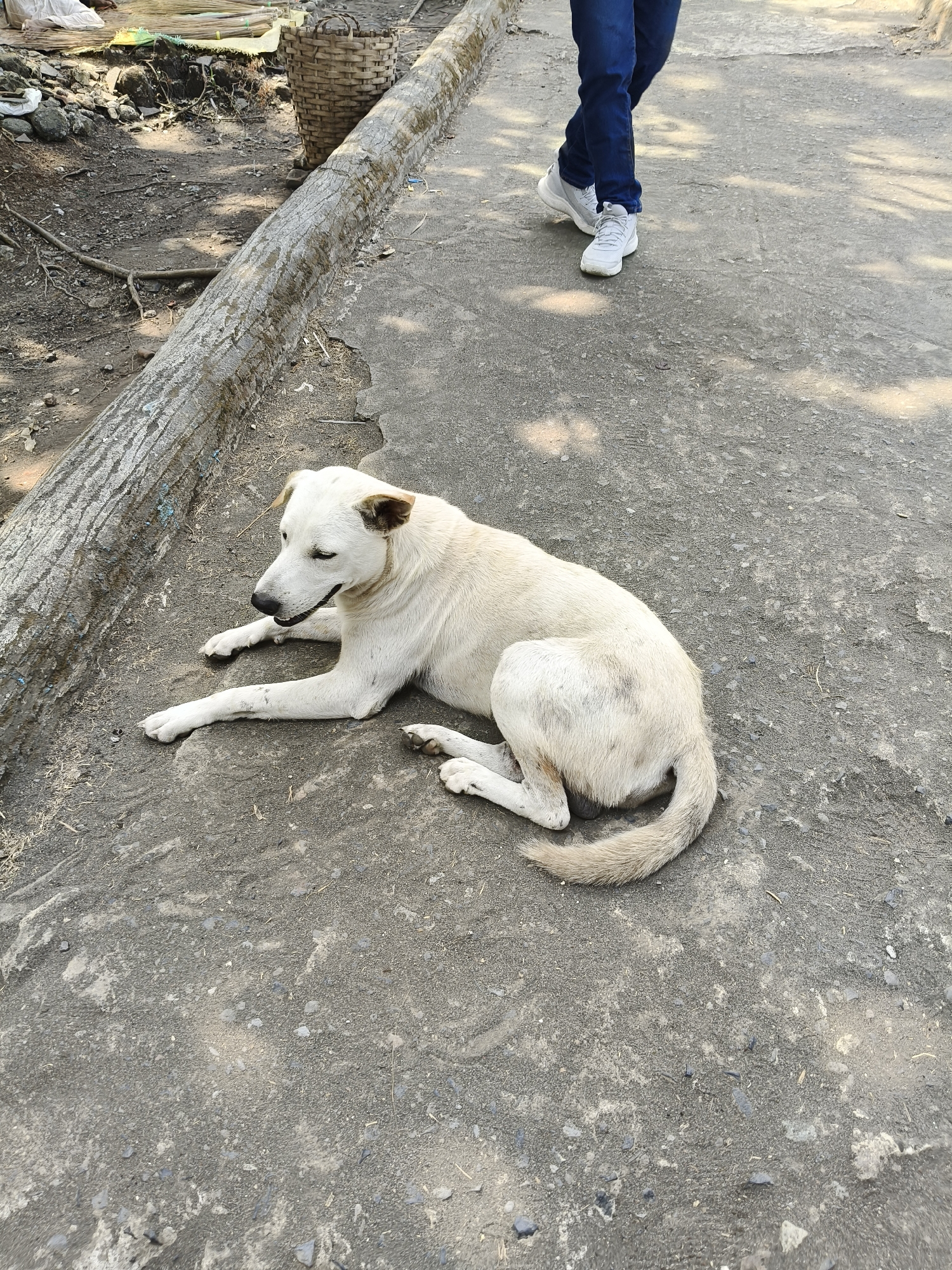A medium-sized, white dog with brown ears is lying on a gray, concrete surface. The dog is facing to the left and appears relaxed. To the left of the dog is a weathered, fallen tree trunk, acting as a border. Beyond the trunk, the ground is covered with dirt, small rocks, and some debris, including what appears to be a woven basket and bundles of reeds. In the upper right portion of the image, a person's legs and feet are visible. They are wearing dark blue jeans and light gray sneakers, and are walking away from the viewer on the same concrete surface. The environment suggests an outdoor setting, possibly in a village or rural area like Desa Ciliang, Indonesia, with elements of natural and man-made materials present. The lighting indicates it is daytime, with dappled sunlight creating shadows on the ground.