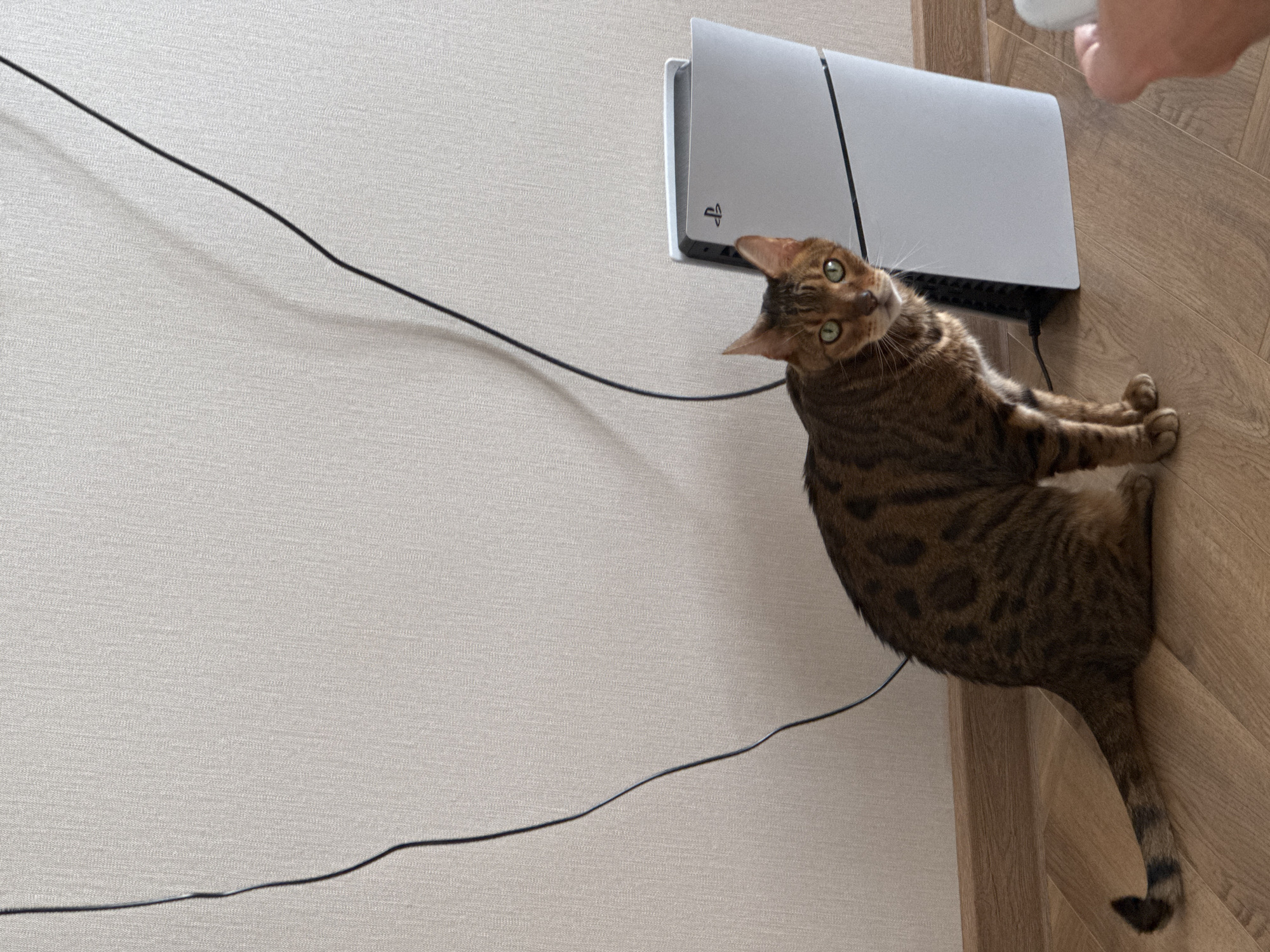 An indoor photograph shows a brown, spotted cat lying on a light wooden floor next to a white PlayStation 5 console. The cat, with prominent green eyes and striped markings typical of a Bengal breed, looks directly at the camera with a curious and alert expression, its head slightly tilted. Its body is stretched out on the light brown wooden planks of the floor, with its front paws tucked.
The PlayStation 5 console stands vertically against a light beige, textured wall, with its distinctive white panels and black central section. The PlayStation logo is visible on the side of the console. A black cable runs from the console along the wall and floor, extending towards the left side of the frame.
In the top right corner, a human hand is partially visible, holding a small white object, possibly an earbud case or similar small electronic device. The lighting in the scene is bright and even, suggesting daytime indoor conditions. The image is composed from a slightly elevated perspective, showcasing a large section of the plain wall to the left of the main subjects.