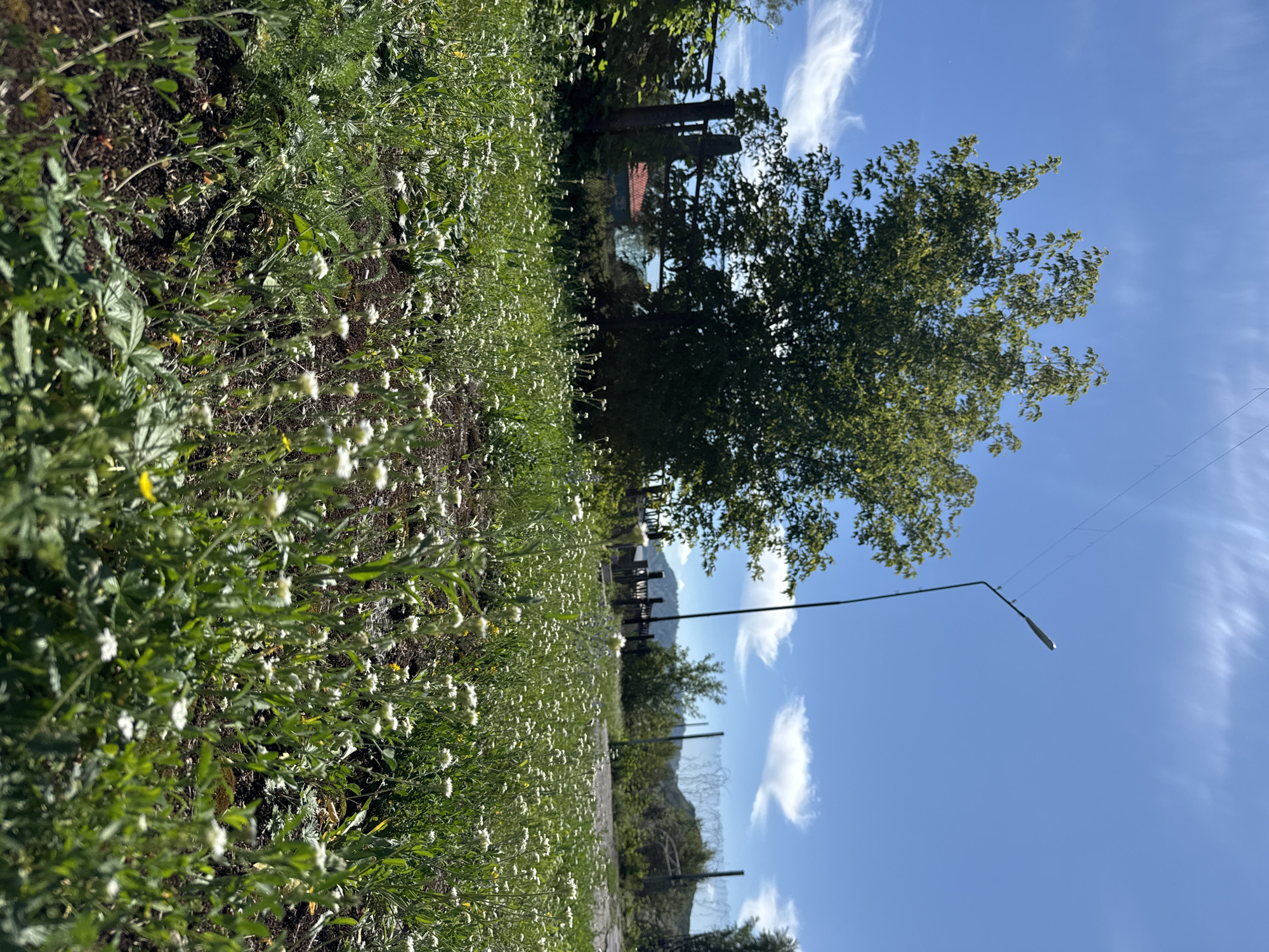 The image depicts a sunlit outdoor scene, likely in the rural outskirts of Soloneshnoye, Russia. A dense field of small white wildflowers and green foliage dominates the foreground, with the perspective low to the ground. In the middle ground, a large, leafy green tree stands prominently to the left, casting shadows. Behind the tree, a rusty metal fence and posts are visible, with a glimpse of a red-roofed building beyond. A tall, slender street lamp with a grey fixture stands to the right of the tree, reaching into the clear blue sky. Wispy white clouds are scattered across the sky, and distant mountains or hills can be seen in the background. The overall impression is one of a natural, uncultivated landscape under a bright, sunny sky. There are no people or animals present in the image.