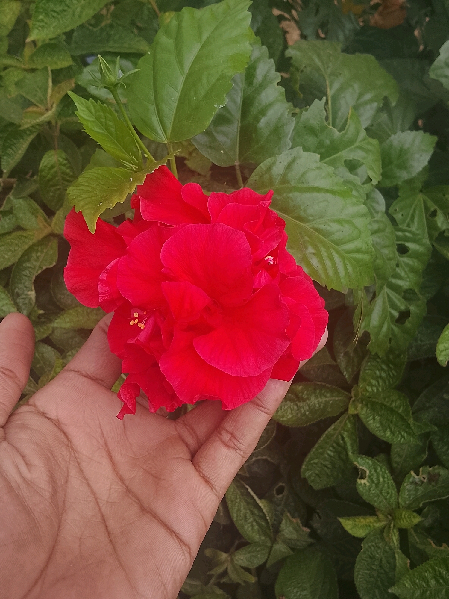 A close-up, high-angle shot captures a hand gently holding a vibrant red hibiscus flower against a backdrop of lush green foliage. The hand, displaying distinct lines and creases, is positioned in the lower left quadrant of the frame, its thumb and fingers subtly supporting the bloom. The hibiscus, a double-petal variety, is the primary subject, its rich red petals unfurling with delicate texture. The surrounding leaves are a deep green, some showing signs of age or minor damage, creating a natural, organic setting. The overall impression is one of serene beauty and natural immersion. The scene appears to be in Kertahayu, Indonesia, a locale known for its verdant landscapes and diverse flora.