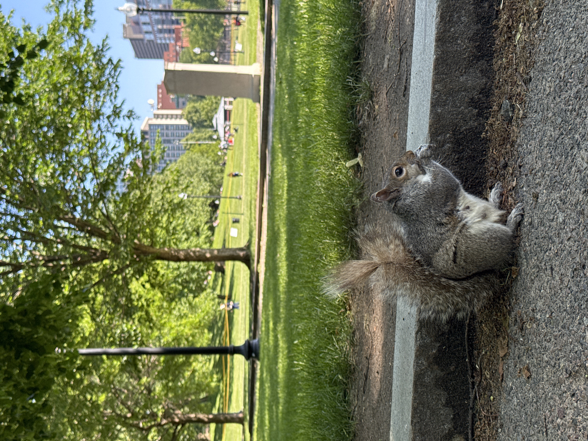 This image captures a bright, sunny daytime scene in what appears to be an urban park. The primary subject is a grey squirrel, prominently positioned in the foreground on the right side. It is sitting upright on its hind legs on a dirt patch next to a paved path and a concrete curb, looking upwards and slightly to the left with an alert and curious expression. Its bushy tail is visible behind it.
The foreground also includes the edge of a paved surface, likely a sidewalk or path, and a concrete barrier or curb running parallel to the path. To the left of this barrier is a large expanse of vibrant green grass, forming a spacious park area. Several mature trees with full, green foliage are scattered across the park, casting some shadows on the grass. A black lamppost or utility pole is visible on the far left.
In the mid-ground and background, several human figures can be seen walking or relaxing in the park, appearing as small, indistinct shapes. Beyond the park and trees, a clear blue sky is visible, and a city skyline rises in the far background, featuring multiple tall buildings and structures, indicative of an urban setting. The strong sunlight suggests a clear weather day, likely late morning or early afternoon. No visible text is present in the image.