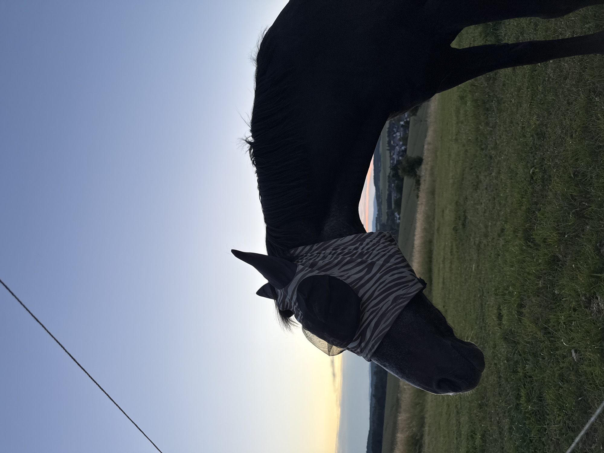 An image of a black horse wearing a fly mask with a zebra pattern is depicted in a field near Oberquembach, Germany. The horse's head is turned to the left, and its ears are visible. The fly mask covers the horse's eyes and extends to its cheeks. The background shows a grassy field with rolling hills and a few trees in the distance. The sky is clear with a gradient of blue from dark at the top to a lighter hue near the horizon, where the sun is setting, casting a warm glow. A thin wire fence is visible in the foreground and upper left corner of the image. The setting appears to be at dusk.