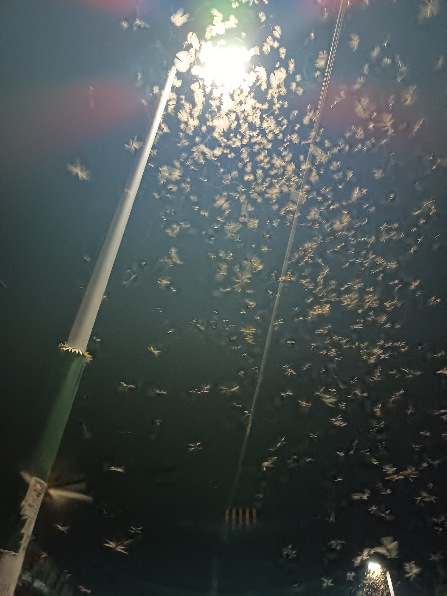 The image shows a night scene in Jos, Nigeria, with a swarm of moths surrounding a bright street lamp. The moths are small, light-colored, and densely packed around the light source. A tall, cylindrical street lamp is visible, with a green and white base and a bright light at the top. The background is dark, suggesting nighttime. The perspective is from below, looking up at the lamp and the moths.