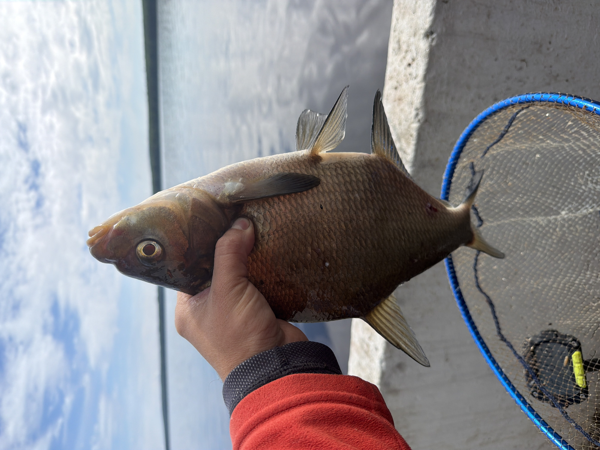 A forensic description of the image reveals a close-up, slightly elevated perspective of a person's hand holding a single fish over a landing net, set against a background of a vast body of water and a partly cloudy sky. The scene is likely located along the Votkinsk Reservoir near Chaikovsky, Russia, given the expansive water body.
**Person:** Only the lower right arm and hand are visible on the left side of the frame. The arm is clad in a bright red fleece jacket with a dark grey or black textured cuff. The hand, appearing tanned, firmly grips the mid-section of the fish.
**Subject (Fish):** The central subject is a freshly caught, medium-sized fish, consistent with a bream (Abramis brama), held vertically. Its body is deep and laterally compressed, with prominent, well-defined scales ranging from a brownish-bronze on its dorsal side to a lighter, silvery-white on its ventral side. The fish's eye is round, dark, with a distinct golden-orange iris. Its small, terminal mouth is slightly open. All fins are visible: the dorsal fin is short and high, the pectoral and pelvic fins are relatively small, the anal fin is elongated, and the caudal (tail) fin is forked. A small, crimson mark, possibly a minor injury, is visible on the fish's ventral side, anterior to the anal fin.
**Objects:**
* **Landing Net:** Positioned beneath the fish and hand, a circular section of a blue-framed landing net with dark, fine mesh is visible in the lower portion of the image. A black plastic object with a neon yellow attachment or clip is discernible within the net's mesh.
* **Concrete Structure:** A light-colored, rough-textured concrete ledge or barrier is partially visible in the lower right and mid-right, indicating a pier, embankment, or similar waterside structure from which the photo was taken.
**Environment:** The background features a large, calm body of water, likely the Votkinsk Reservoir, extending to a distant, dark green forested shoreline that spans the horizon. The water surface reflects the overhead sky, showing subtle ripples. The sky above is blue with scattered, fluffy white cumulus clouds, suggesting fair weather and daytime conditions.