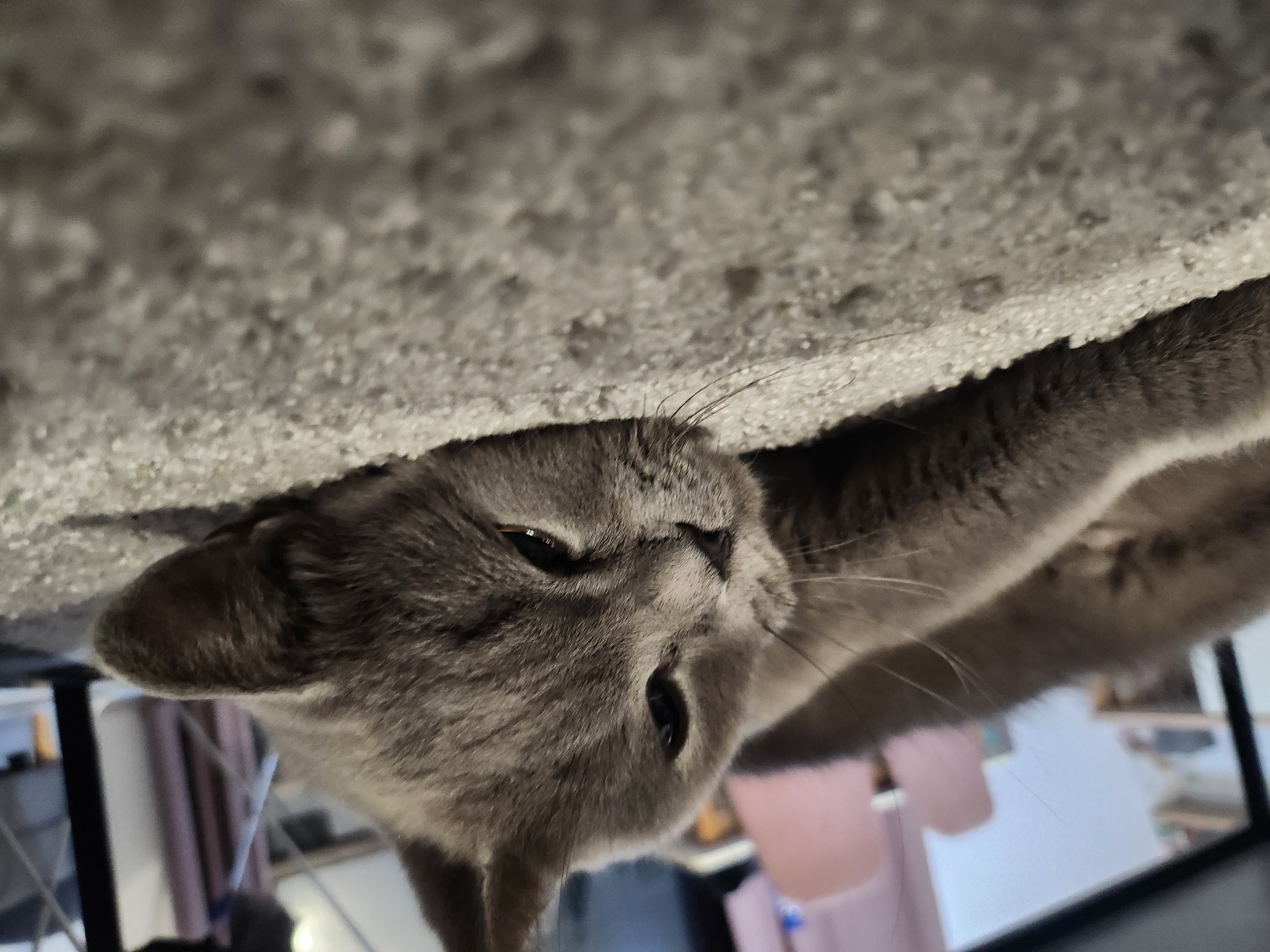 A grey cat is lying on a grey, textured carpet. The cat is facing to the right, with its head resting on the carpet. Its eyes are partially closed. The background is blurred and shows furniture and a shelf with items. The image appears to be taken indoors. There is no indication that this image is located in the city of Tsarevo, Bulgaria.