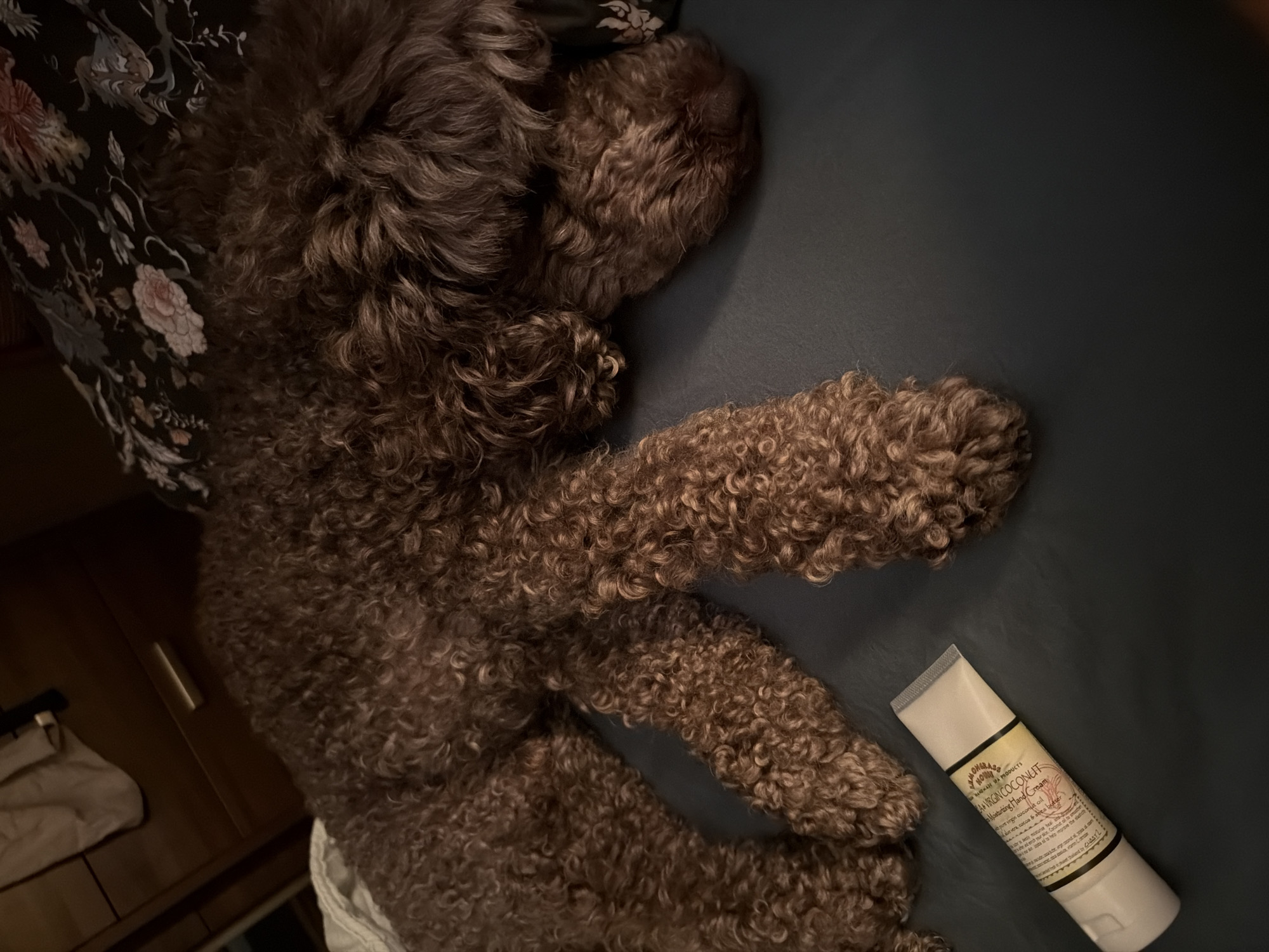 A close-up, slightly angled shot presents a chocolate-brown, curly-haired dog lying on a dark gray surface, possibly a bed. The dog's head is positioned near the top right corner of the image. Adjacent to the dog's front paws, a white tube of "HANKAN VIRGIN COCONUT Moisturizing Hand Cream" is visible. The background includes a floral pattern on fabric and a wooden cabinet with clothing. The setting is not identifiable as Krasnoyarsk, Russia based on the visible elements.