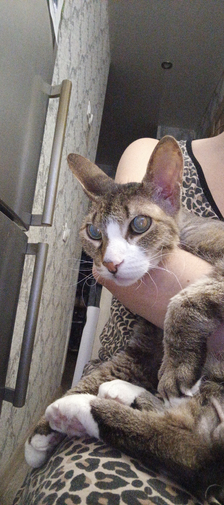 A person is holding a gray tabby cat with white paws and face. The cat has large, somewhat clouded eyes. The person is wearing a leopard print top or dress. The background includes a gray wall with a decorative pattern and a metallic handle, possibly of a cabinet or refrigerator. The ceiling has a small, dark circular object, likely a light fixture. The location is likely indoors, potentially a residence. There is no specific evidence in the image to confirm that the location is Chaikovsky, Russia.