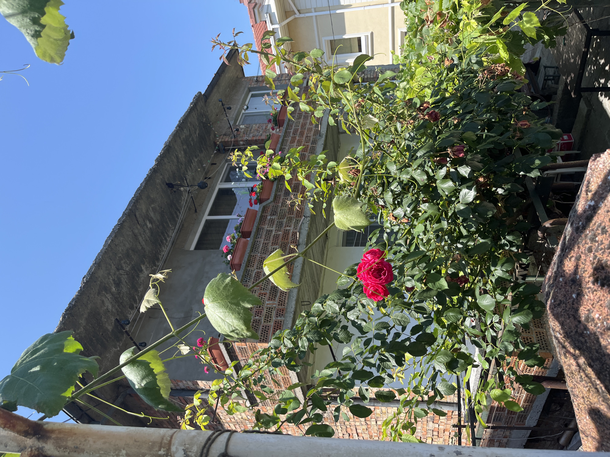 This is an outdoor, eye-level, medium shot photograph taken in the city of Obzor, Bulgaria. The image captures a close-up view of a vibrant pink rose in full bloom, positioned in the foreground. Behind the rose, a two-story building constructed of red brick with a grey concrete balcony and roof is visible. The building has white-framed windows, and terracotta planters filled with pink and red flowers adorn the balcony. The sky is clear and blue. The scene appears to be a residential area, with lush green foliage and vines prominently featured.