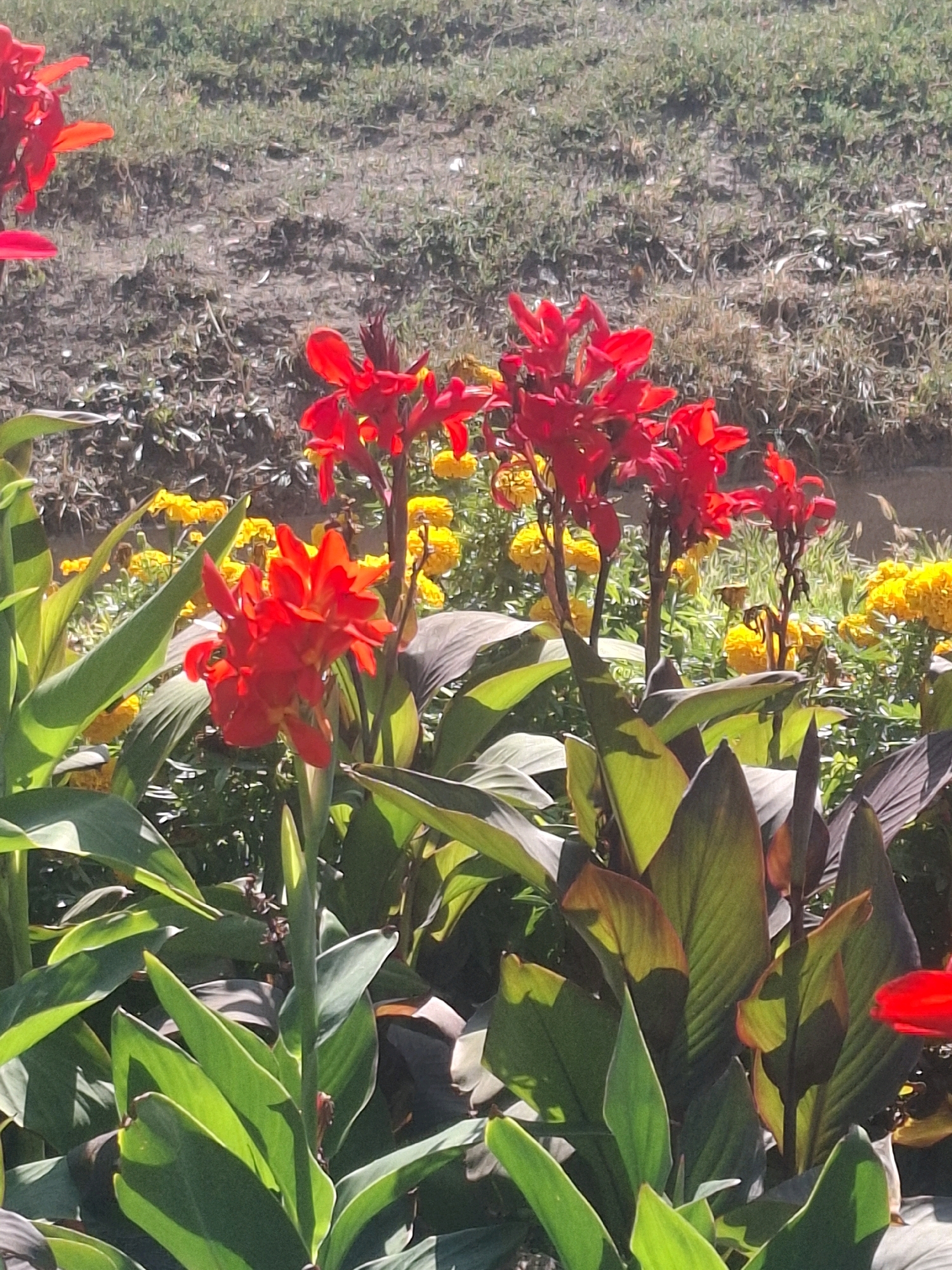 This is a close-up, vertical, eye-level, outdoor, daylight, photographic image of a flower bed featuring vibrant red Canna lilies and smaller yellow flowers. The Canna lilies are the dominant subjects, with several tall stalks bearing bright red, trumpet-shaped blossoms. Their large, paddle-shaped leaves are a mix of green and deep burgundy, with some leaves catching the sunlight, highlighting their veins. In the background, clusters of small, bright yellow flowers, likely marigolds or similar, create a contrasting texture and color. The ground behind the flowers appears to be dry soil with sparse, dry grass and some scattered white debris. The overall scene suggests a well-maintained garden bed, possibly in a park or public space. There are no people or animals visible in the image. This scene does not appear to be specifically located in Almaty, Kazakhstan, as there are no identifying landmarks or contextual clues.