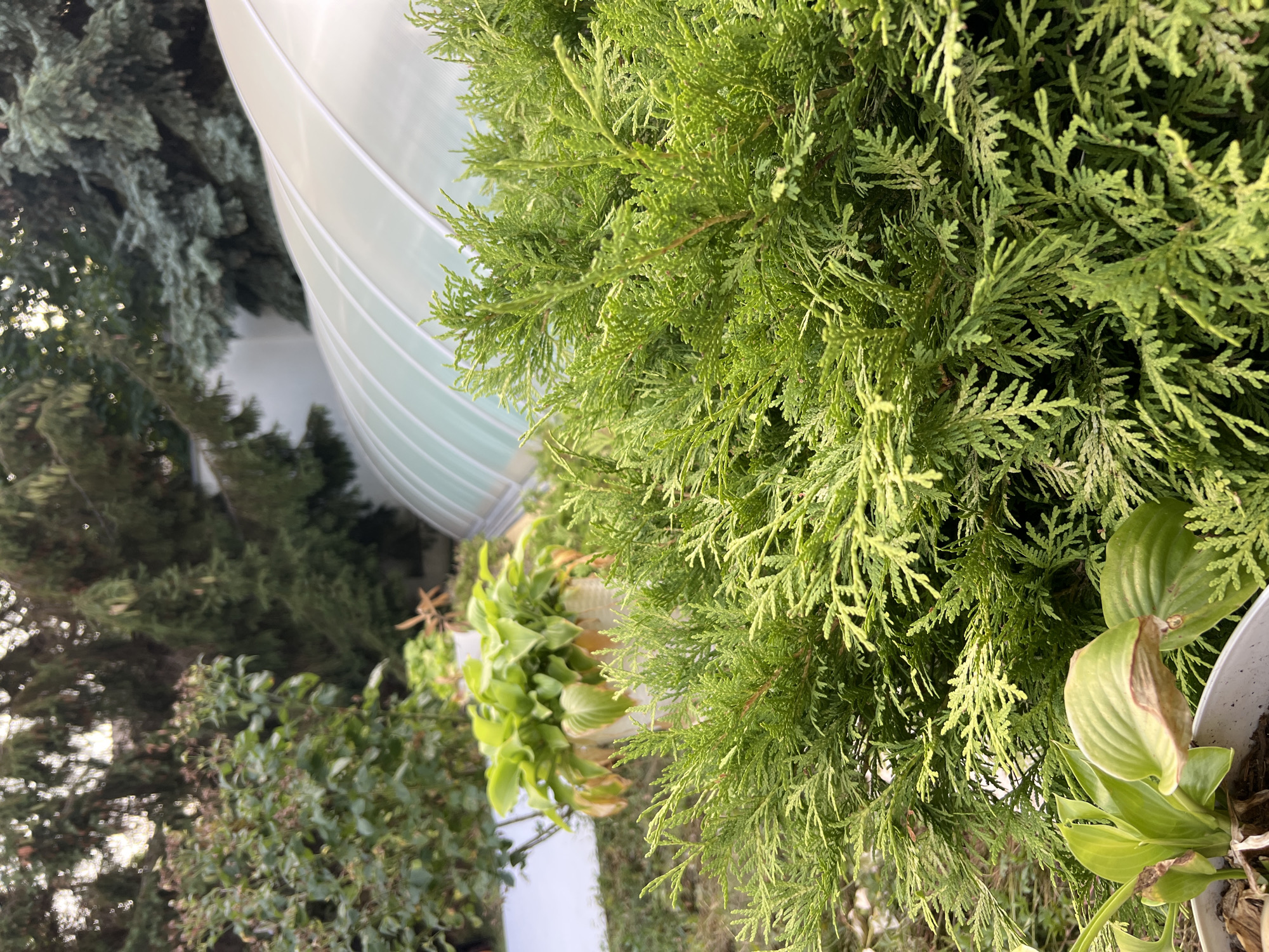 In Fontanka, Ukraine, a close-up shot captures lush green foliage in the foreground, likely a conifer shrub, with delicate, feathery branches. In the background, a large, arched structure with a translucent, ribbed surface, possibly a greenhouse or conservatory, is visible. Behind this, tall evergreen trees with dense needles create a natural backdrop. The lighting suggests it is late afternoon, with soft sunlight filtering through the leaves and illuminating the scene. A potted plant with broad, green leaves, some showing signs of browning at the edges, is partially visible in the lower left corner. The overall impression is one of a tranquil, natural setting within a cultivated garden.