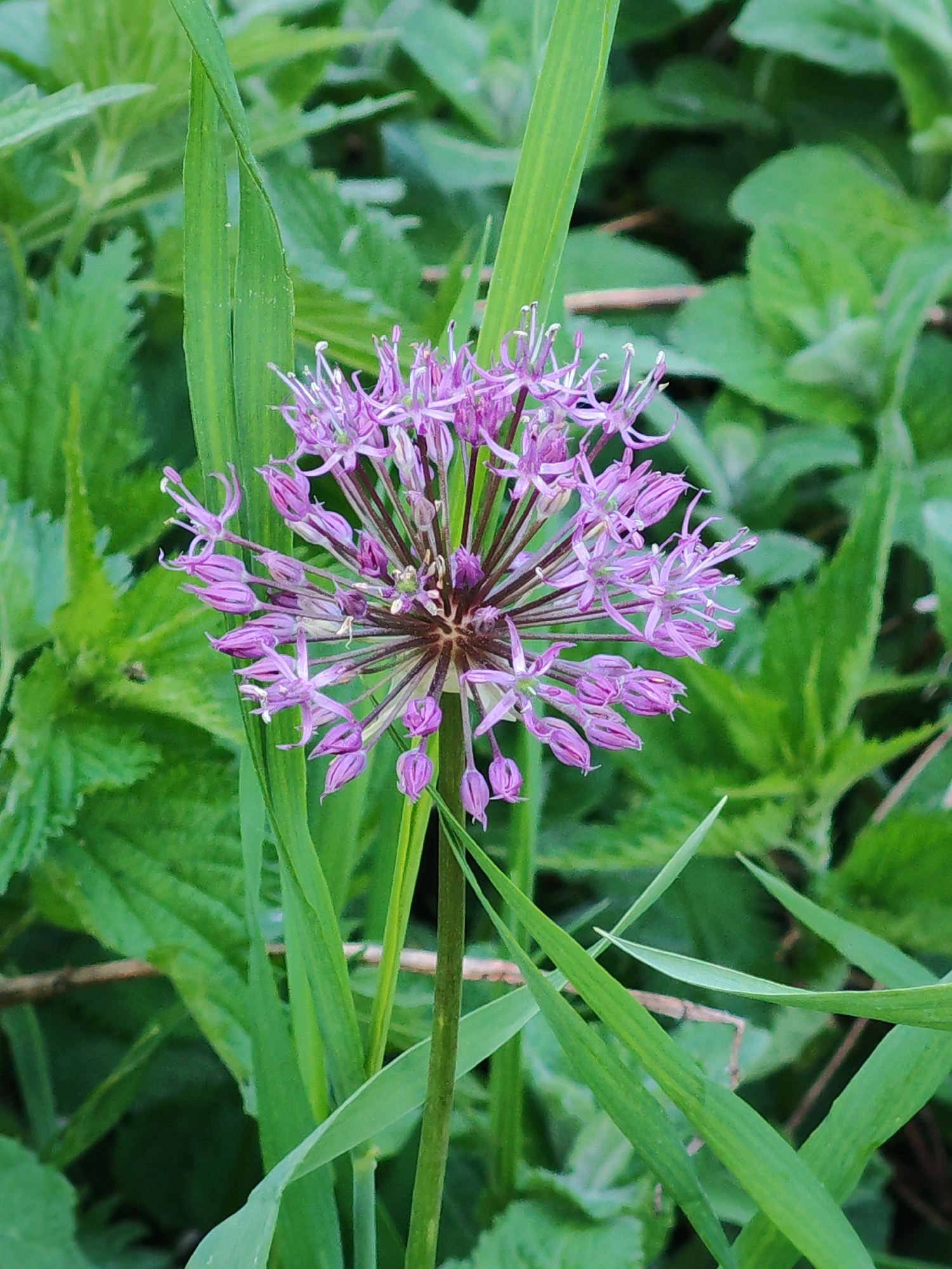 A close-up captures a single purple Allium flower in full bloom, standing tall amidst a backdrop of green foliage. The flower head is a sphere of delicate, star-shaped petals radiating from a central point. Its stem is green and smooth. Surrounding the flower are blades of green grass and broad-leafed plants. The location is unknown.