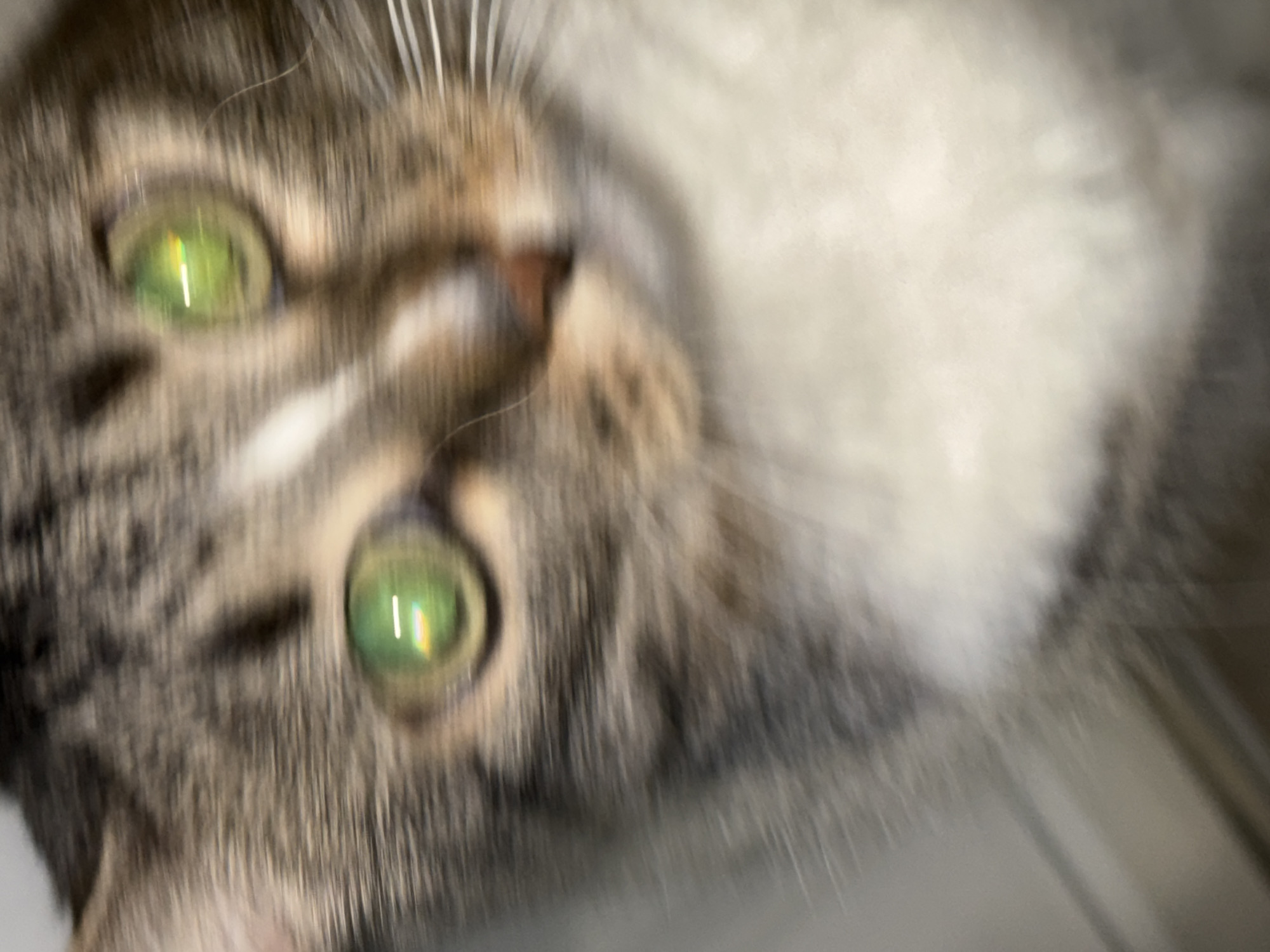 A close-up, blurry image shows a cat's face with striking green eyes. The cat has brown and grey fur with tabby markings. Part of its white chest is visible. The background is indistinct. The location is unknown.