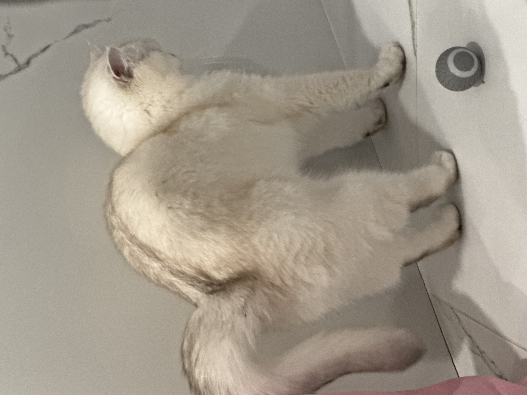 A light-colored cat with grey tabby markings arches its back as it stands on a tiled floor next to a wall. The cat is facing away from the camera. A small, grey, patterned ball toy is on the floor in the foreground. The background consists of a grey wall with subtle white veining. A pink object is partially visible on the far left of the frame.