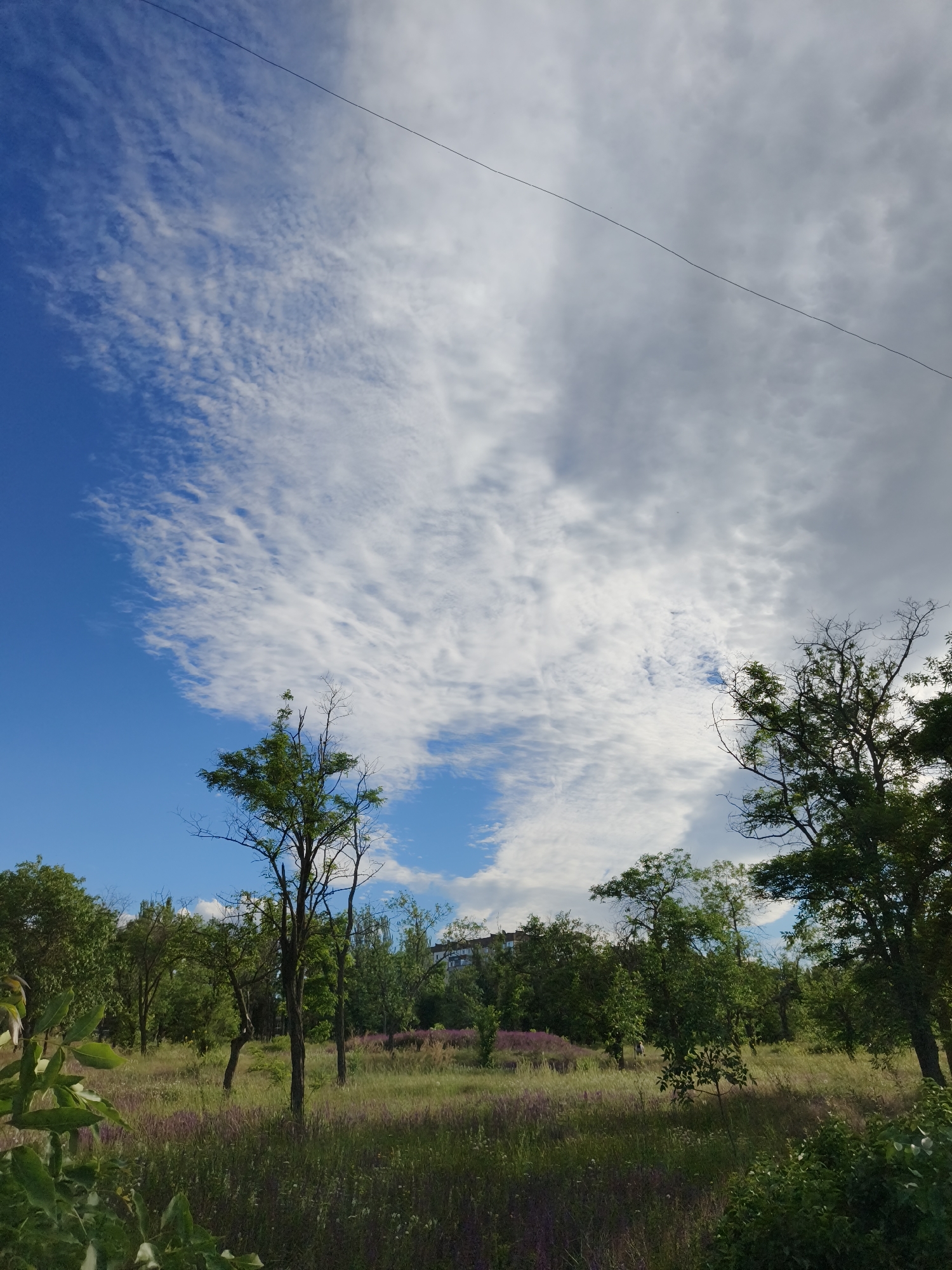 A landscape view of a field in Kryvyi Rih, Ukraine, under a partly cloudy sky. The foreground features lush green foliage, while the middle ground consists of a meadow with tall grass and scattered purple flowers. Several trees, some with green leaves and others bare, dot the landscape. In the background, a building is visible behind a line of trees. A power line stretches diagonally across the sky. The overall scene is one of natural, untamed beauty with signs of urban encroachment.