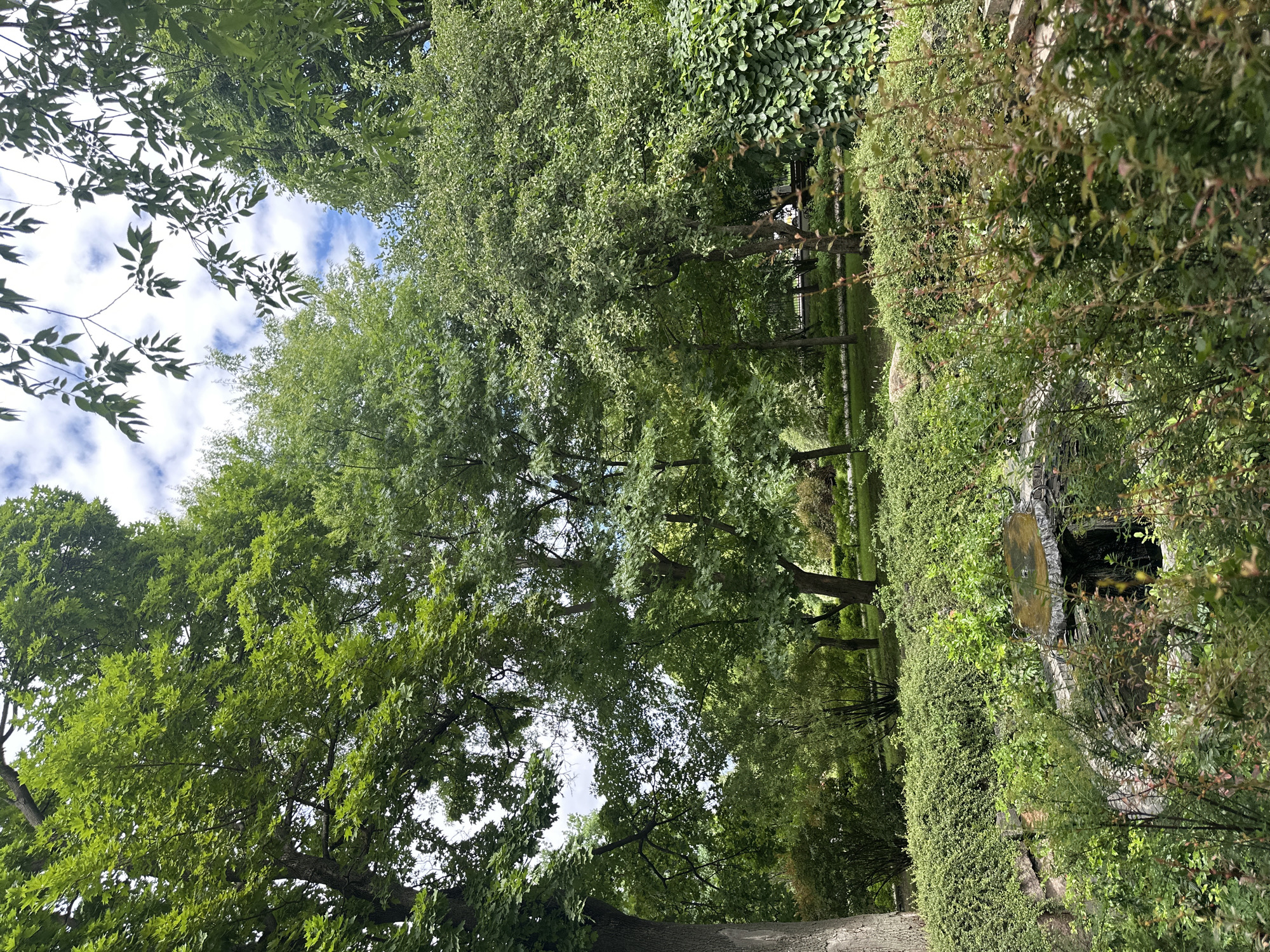 The image shows a lush green park with mature trees and dense foliage. In the foreground, a small water feature with a stone basin is visible, surrounded by various plants and bushes. The water in the basin appears still and reflects the light. The background is filled with more trees, creating a layered effect of green hues. The sky peeks through the canopy, with white clouds scattered against a pale blue. The overall impression is one of a serene and well-maintained natural space within an urban environment.