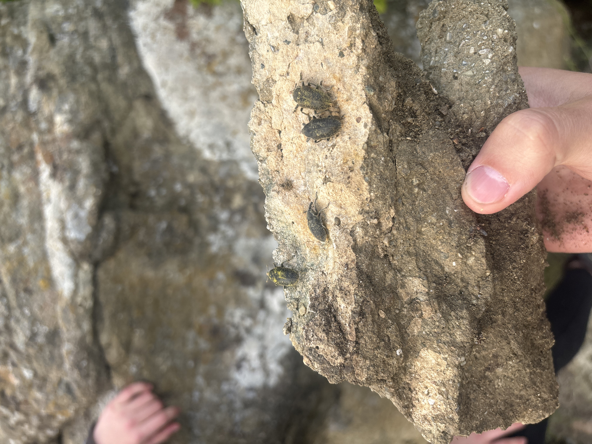 A person holds a jagged, light-colored stone covered with at least four small, dark-colored beetles with yellow markings. The stone is held in front of a larger, weathered rock. The person’s thumb is visible. A blurred view of ground and part of another person can be seen. No information is present in the image to support the location of Goritsa, Bulgaria.