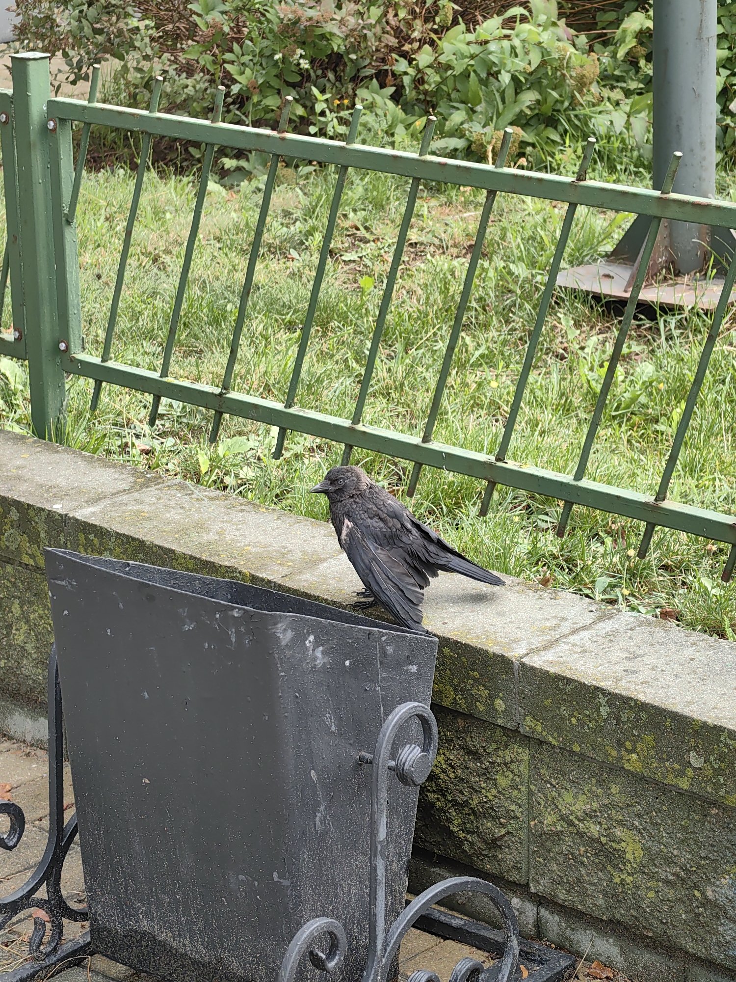A dark-colored bird stands on a stone ledge in front of a green metal fence. The bird appears to be a crow or raven, with dark feathers and a black beak. It is facing to the right and its tail feathers are fanned out. Behind the bird, the green fence has vertical bars and a horizontal top rail. Beyond the fence, green grass and foliage are visible. In the foreground, to the left of the bird, is a dark grey metal trash can with decorative scrollwork. The stone ledge is textured and appears to be weathered, with patches of moss. The ground beneath the ledge is paved with cobblestones, and some fallen leaves are scattered on the ground. The scene appears to be in an outdoor urban setting. This image was taken in Minsk, Belarus.