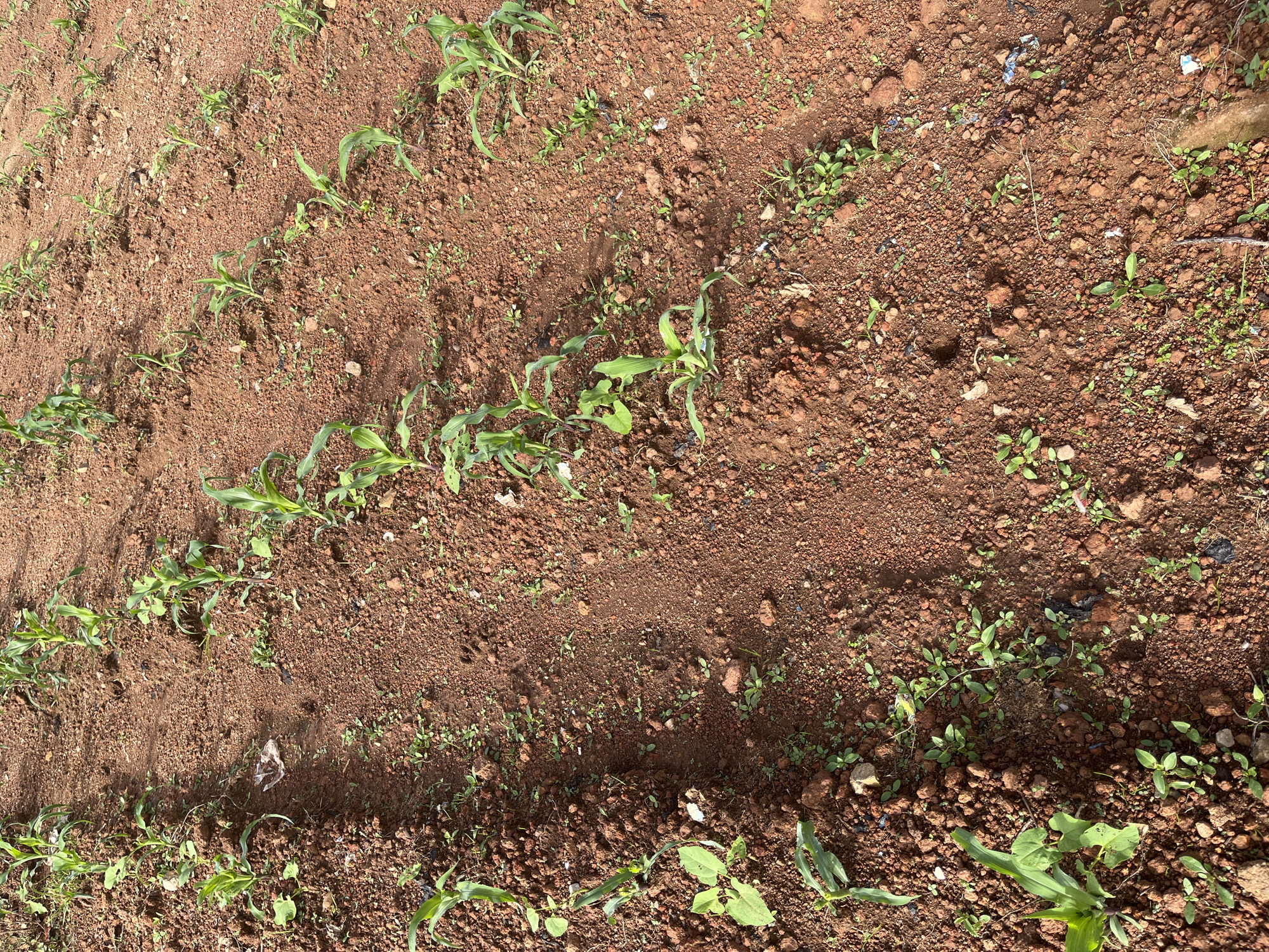The image depicts rows of young corn plants growing in reddish-brown soil. The plants are small, with thin stalks and green leaves, spaced out in parallel lines. The ground is uneven, with small pebbles and some dry plant debris scattered throughout. There are no people visible in the image. The overall scene is that of an agricultural field or farm plot in a rural or peri-urban setting, consistent with the agricultural landscape found in and around the city of Jos, Nigeria.