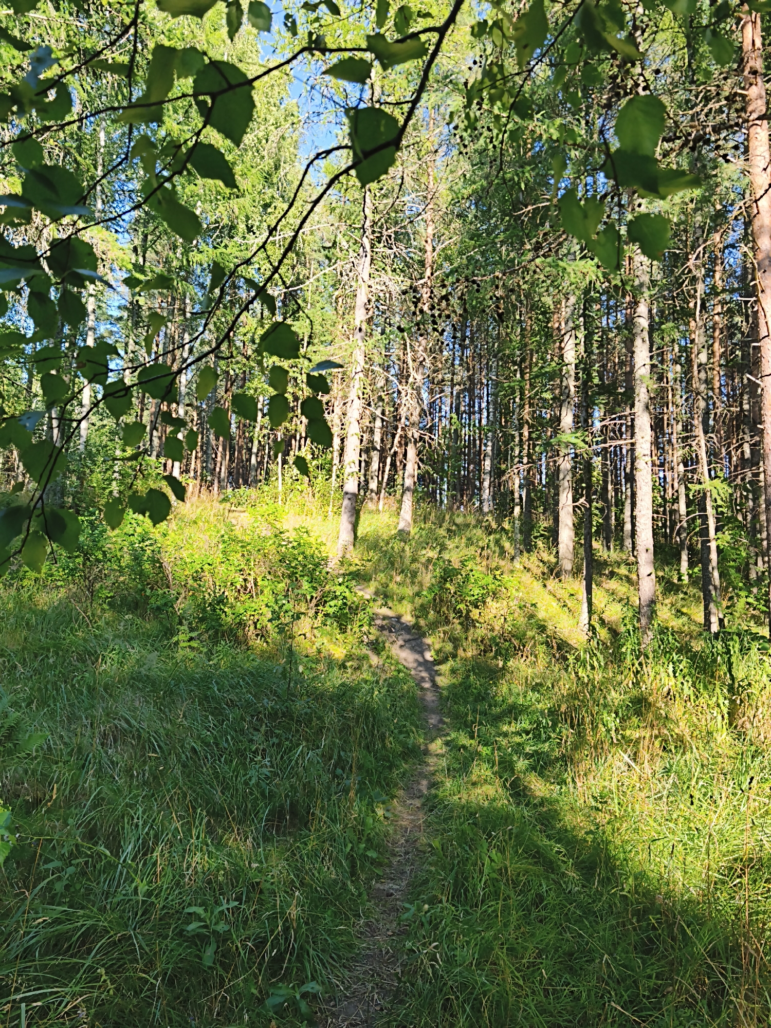 The image depicts a sunlit forest path winding through tall pine trees and lush green vegetation. Sunlight filters through the leaves, casting dappled shadows on the ground. The path appears to be made of packed dirt and is surrounded by tall grass and low-lying bushes. The overall scene is one of a natural woodland environment, likely in a park or protected area within the city of Maardu, Estonia. There are no people or animals visible in the image.