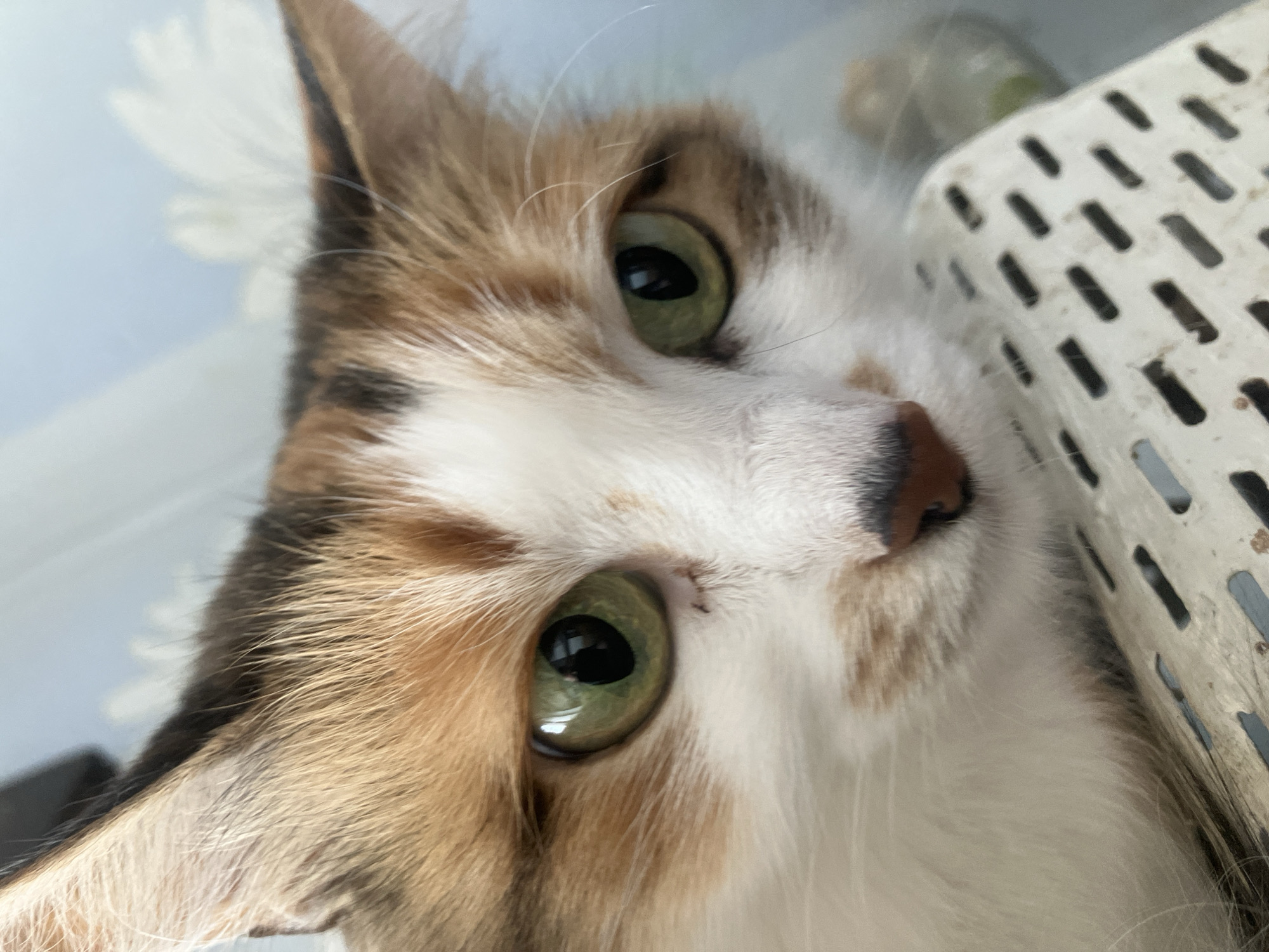 A close-up, angled view captures the face of a calico cat. The cat has a mix of white, tan, and brown fur. Its eyes are large and green. A white, slotted object is located to the right of the cat's head, and a light blue background with a white floral design is visible in the upper left. There is no evidence to connect the image to Chaikovsky, Russia.