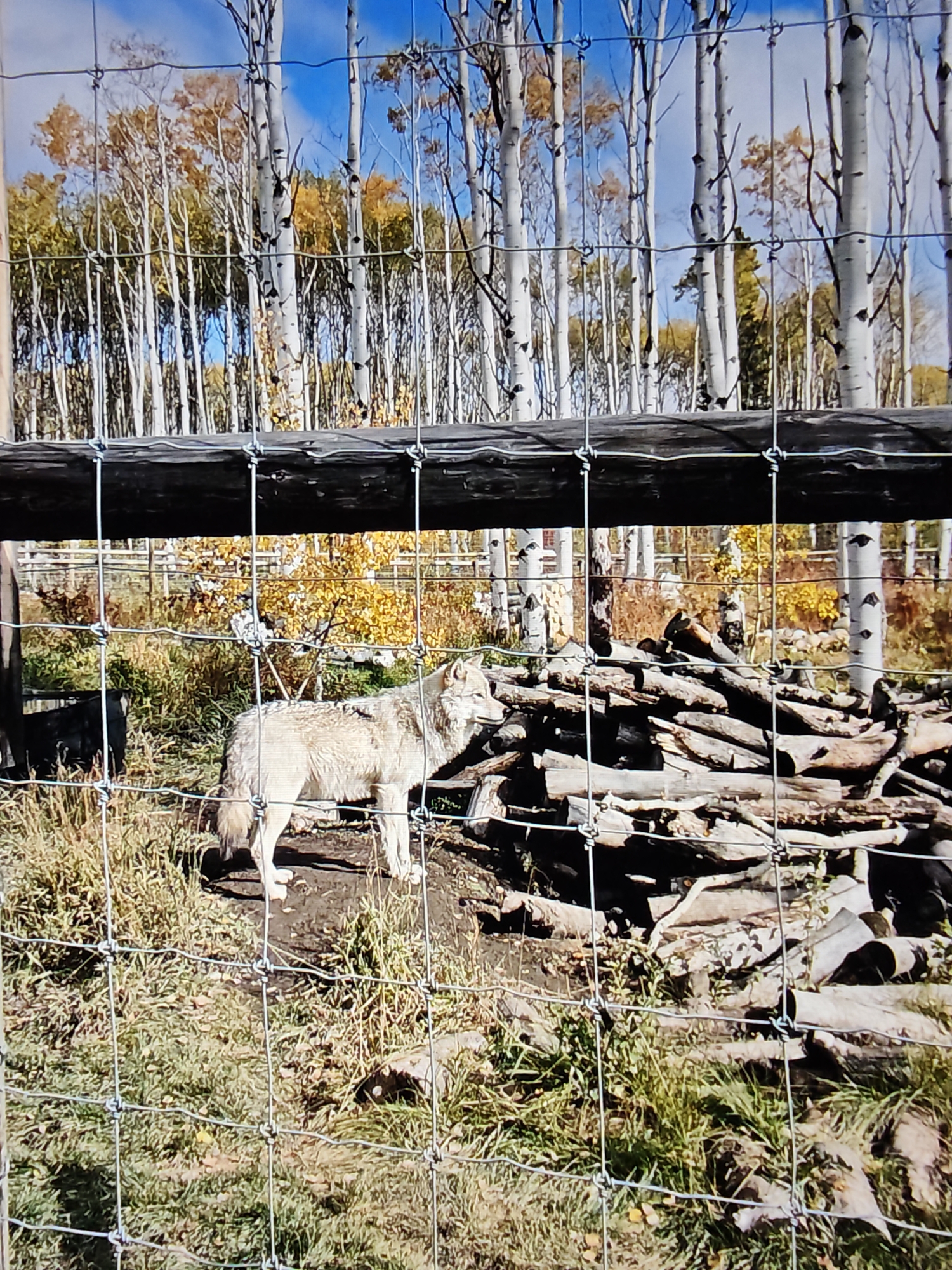 The image captures a light-colored wolf standing in a fenced enclosure with a pile of logs behind it. In the background, a dense forest of aspen trees with yellow and orange autumn foliage is visible under a bright blue sky with scattered clouds. The enclosure appears to be outdoors, surrounded by a wire fence. The scene is devoid of any people or identifiable landmarks that would suggest a specific location within Calgary, Canada.