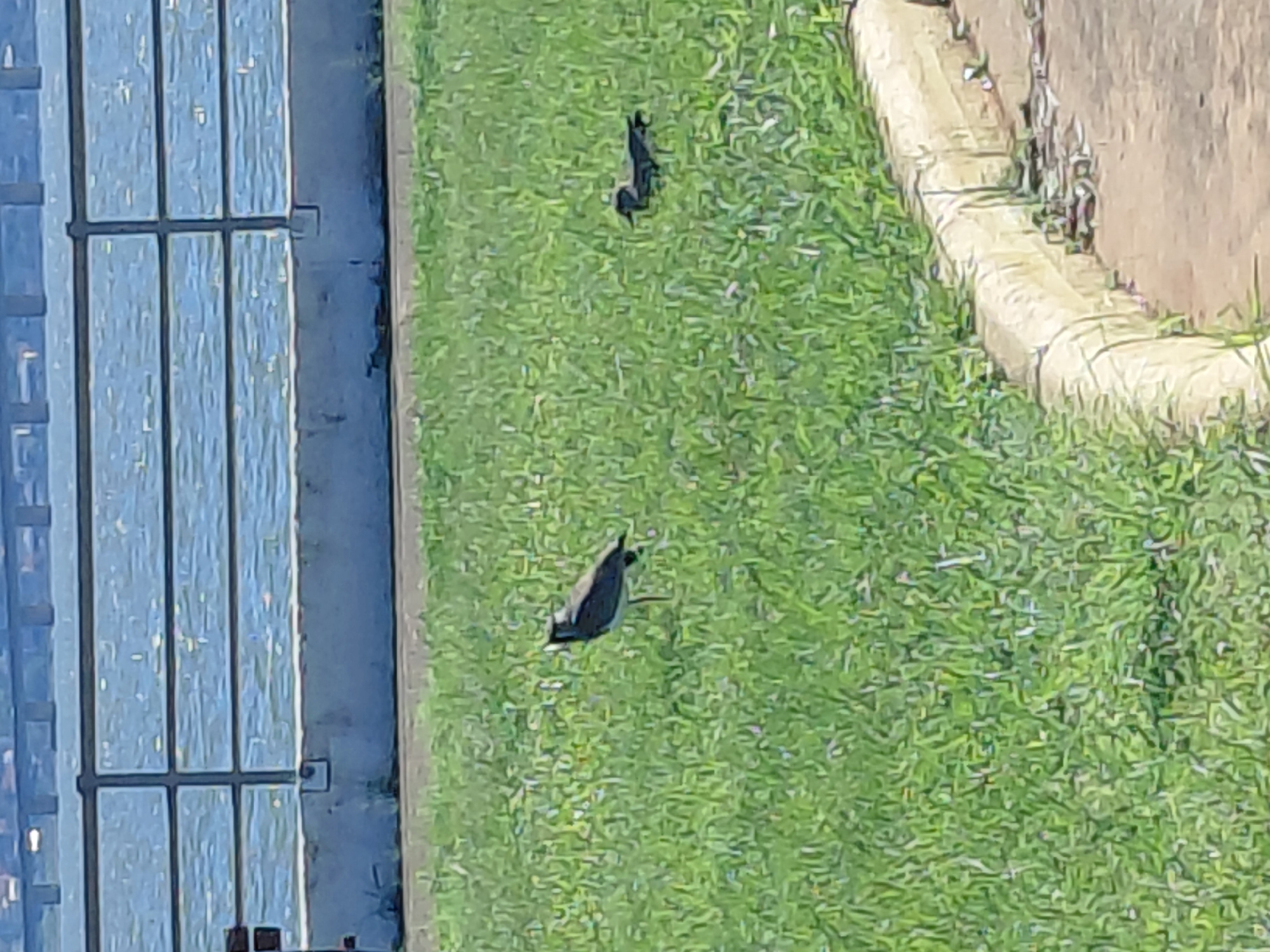 A medium-shot horizontal image shows two birds on a grassy area near a body of water, likely the Parana River in Encarnacion, Paraguay. In the foreground, a bird with dark plumage and a lighter breast stands on a patch of green grass. To its right and further back, another bird, appearing smaller and darker, is also on the grass. Behind the grassy area, a concrete embankment and a metal railing separate the lawn from the blue, rippling water. A gray walkway or path runs along the right edge of the image, bordering the grass. The sky is not visible.