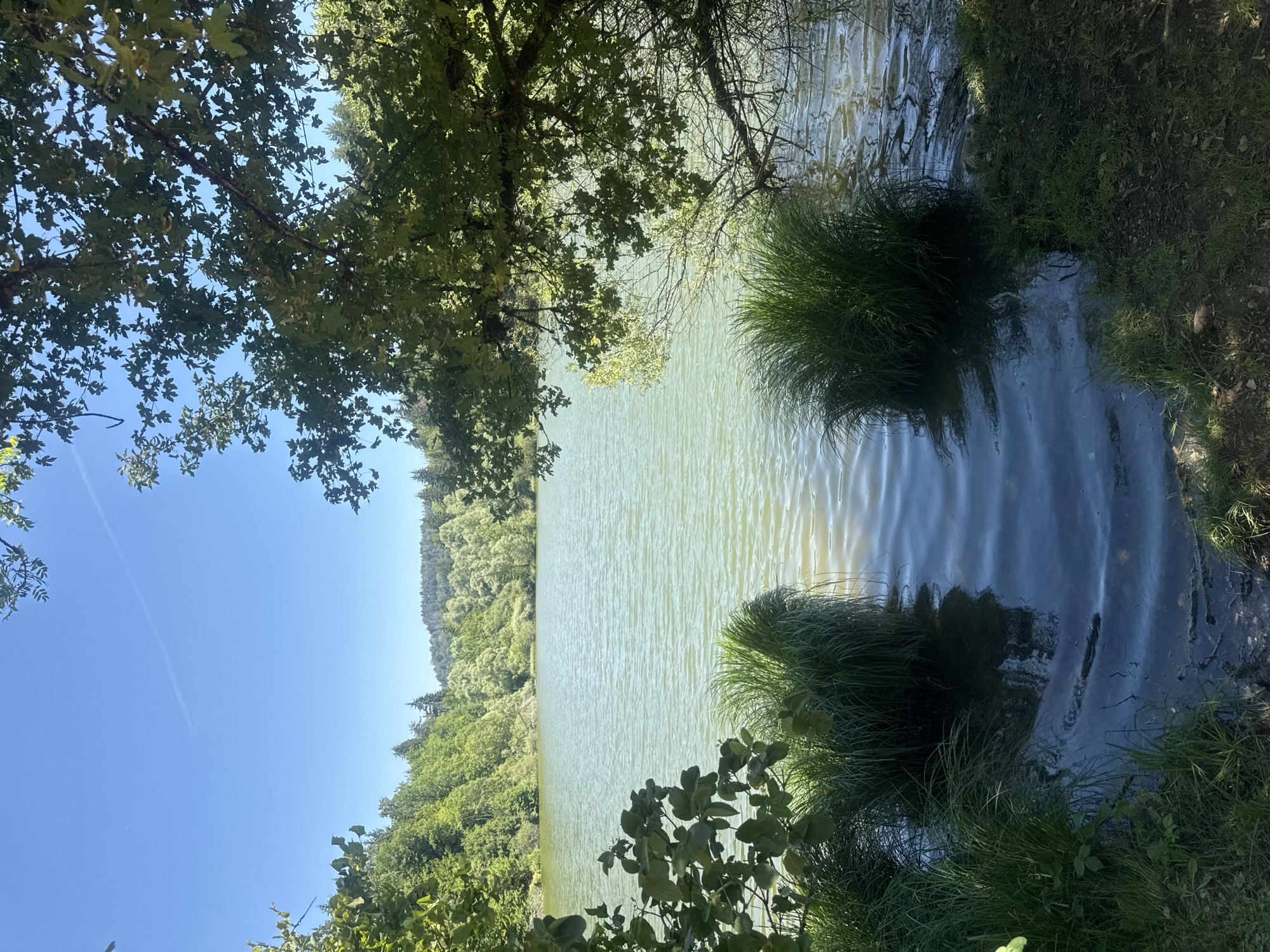A serene, sunlit lake is bordered by lush green trees on the far bank and dense foliage on the near bank. The water is a pale green, rippling gently under a clear blue sky. Two clumps of tall, green grass rise from the water's edge in the foreground, framing a dark, shadowed inlet. Sunlight filters through the leaves of a large tree on the right, casting dappled shadows onto the water and the grassy bank. The overall scene suggests a tranquil natural setting, likely within the municipality of Coteaux du Lizon, France, known for its abundant natural beauty. There are no people or animals visible in the image.