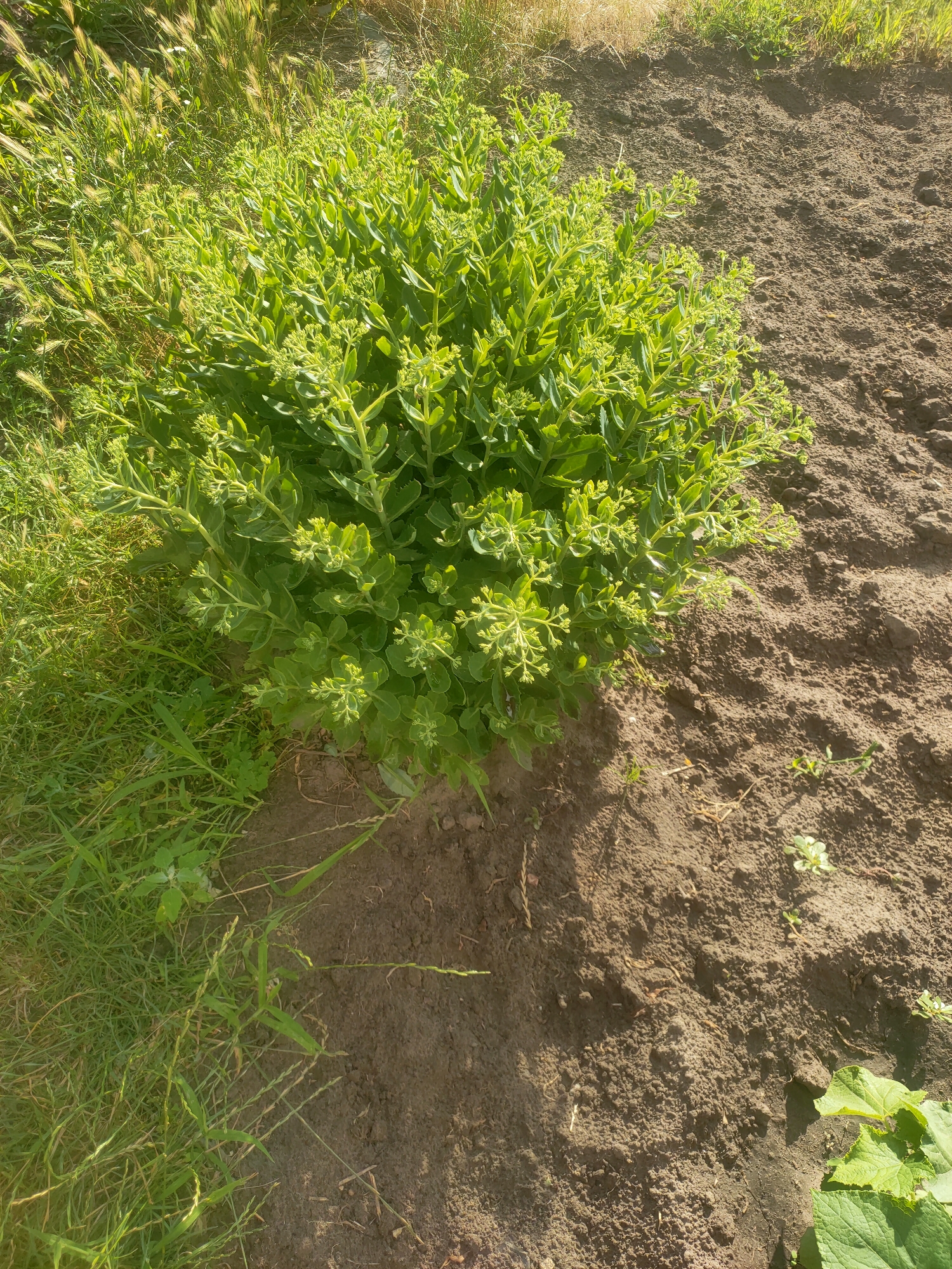 In a garden area, likely within the city of Kremenchuk, Ukraine, a dense, green succulent plant with many small leaves and budding flower clusters occupies the left-center of the frame. The plant is surrounded by a mix of dry grass and taller green grasses to its left, and a patch of dark, tilled soil to its right and bottom. The soil appears dry and loose, with some small, scattered green weeds and dried plant debris visible on its surface. The lighting suggests a sunny day, casting shadows from the plant onto the soil. No people are present in the image.