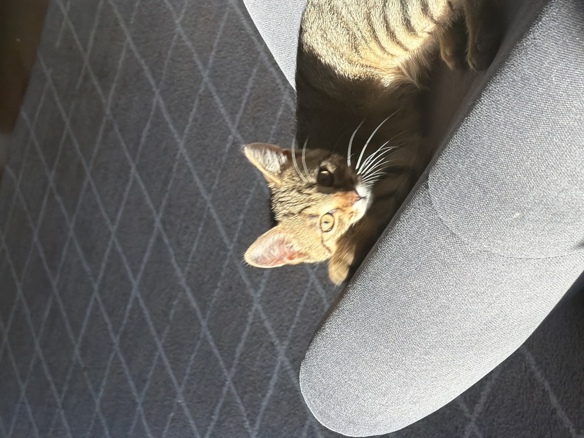 A tabby cat lies on a gray armchair, bathed in sunlight. The cat's fur is striped with brown and black, and its green eyes are open. Its front paws are crossed, and its head is resting on the arm of the chair. The background is a gray carpet with a diamond pattern. The scene appears to be indoors, possibly in a living room.