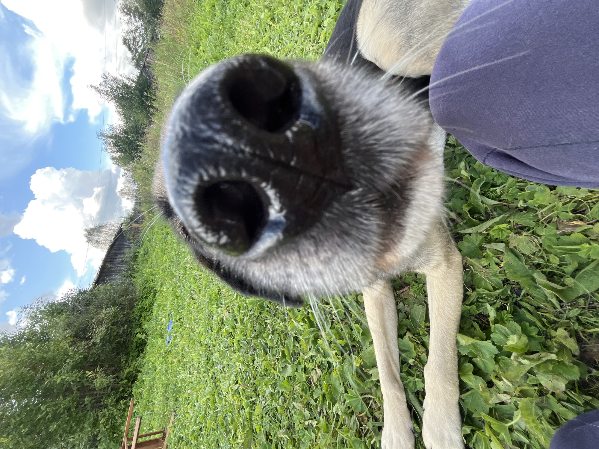 The image is a close-up shot of a dog's nose in focus, with its face and front legs partially visible. The dog is lying on a patch of green grass with scattered plants. In the background, there is a wooden building, trees, and a cloudy sky. The location is identified as Nizhny Tagil, Russia. The perspective suggests the photo was taken from a low angle, possibly by someone interacting with the dog. There are no people clearly visible in the image.