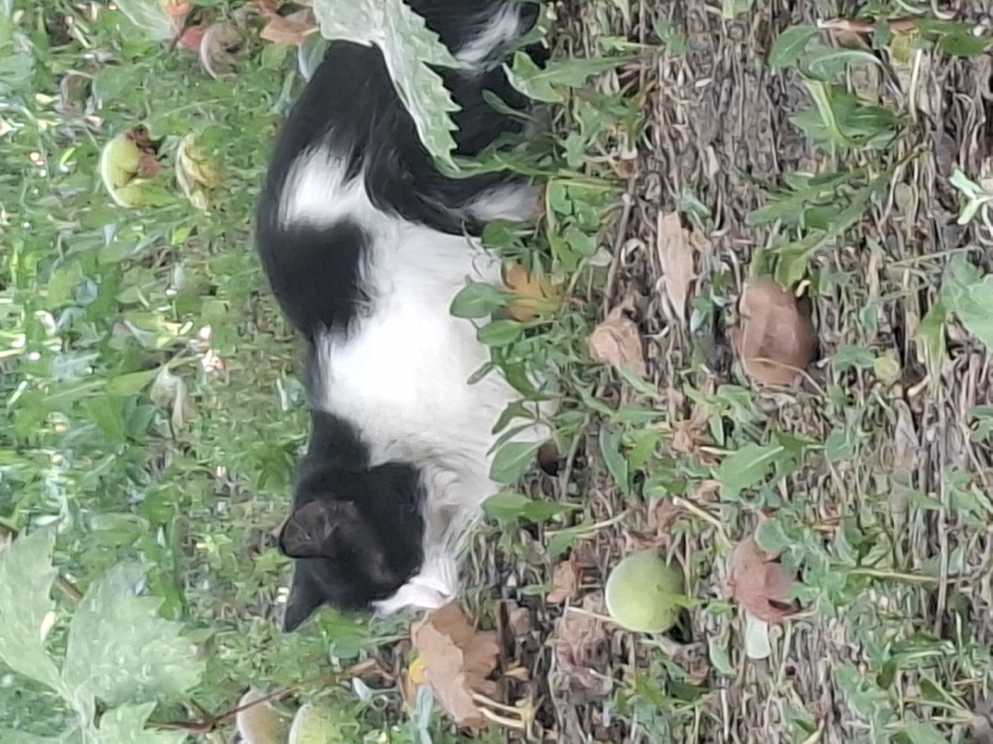 A black and white cat is lying in the grass surrounded by fallen fruit and leaves. The cat is facing left, with its eyes closed. The background is a blur of green leaves and brown earth. The scene appears to be in a park or garden in Almaty, Kazakhstan.