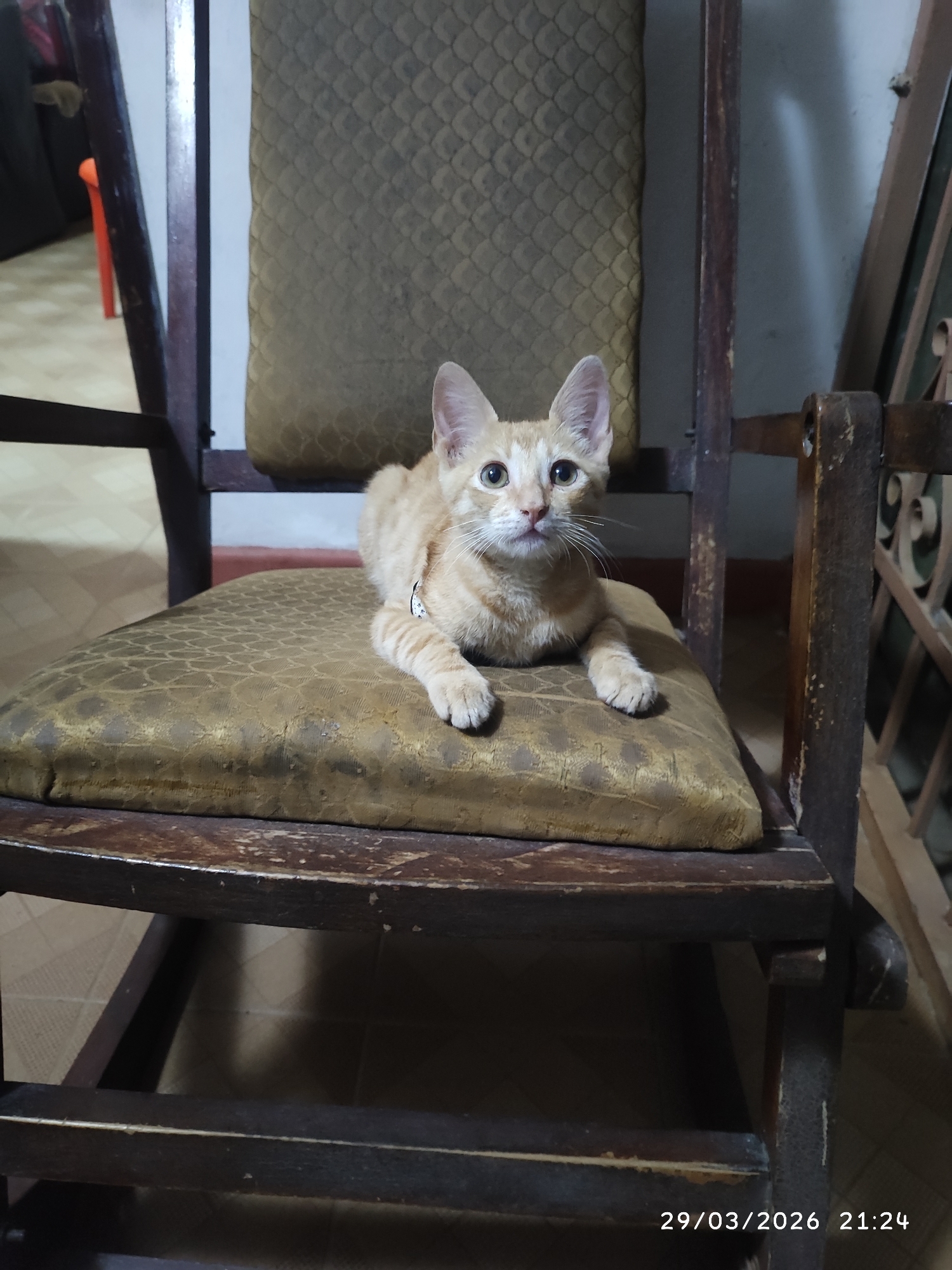A domestic short-haired orange tabby cat is seated on the cushion of an aged, wooden rocking chair with a patterned, gold-colored seat and back. The chair is placed indoors on a tiled floor, possibly a residence. A window with an ornate metal grill is seen to the right. The picture was taken on the 29th of March, 2026 at 21:24. The picture appears to have been taken in Tinaquillo, Venezuela, given the origin of the image.