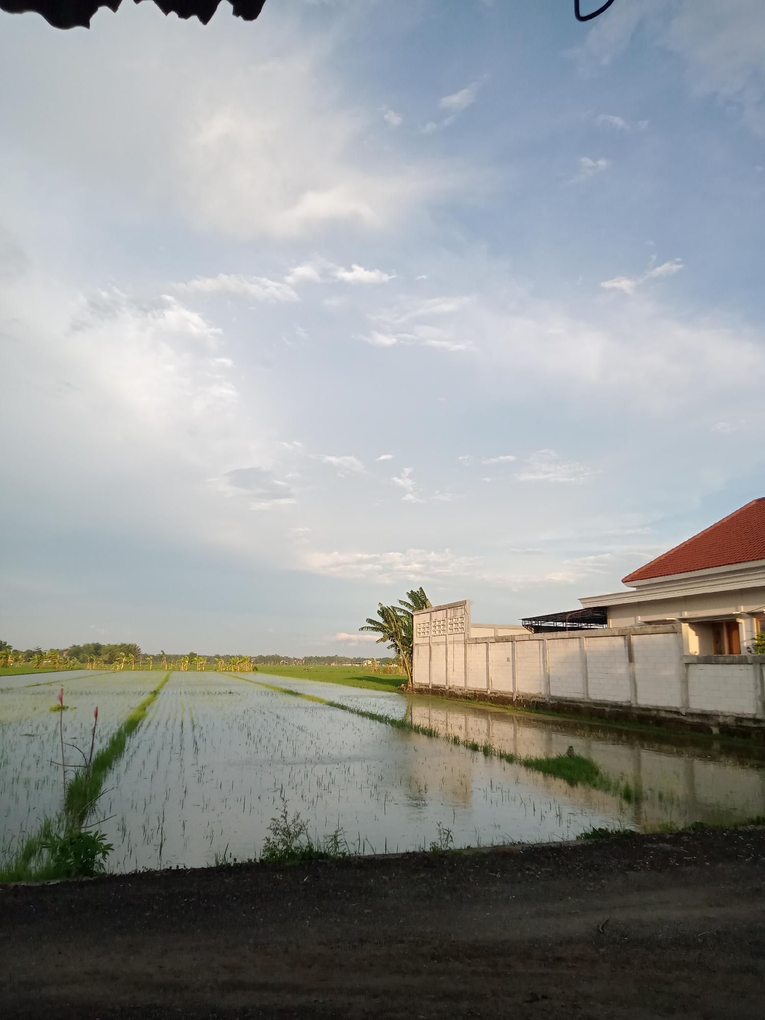 The image presents a serene, semi-rural landscape captured during the late afternoon or early evening in Bungur, Indonesia. The central and left portions of the frame are dominated by a large expanse of flooded rice paddy fields. Young, green rice plants are visible emerging from the water, creating linear patterns that reflect the soft light from the sky. In the middle distance, along the far edge of the paddies, a line of trees, possibly banana trees, forms a natural backdrop.
On the right side, a modern-style house with a distinctive reddish-orange tiled roof and white walls stands behind a tall, white concrete fence. This fence runs along the edge of the paddy field, creating a clear demarcation between the agricultural land and the residential area. The house and wall are bathed in a warm, gentle light, indicative of the setting or rising sun.
The sky above is partially cloudy, displaying patches of light blue interspersed with scattered white and light grey clouds, suggesting calm weather. The foreground features a dark, unpaved surface, likely a dirt road or path. A small plant with a red marker or flag is subtly visible within the paddy field on the left. No people are visible, and there is no discernible text in the image. The overall impression is one of peaceful rural life, characteristic of agricultural regions in Southeast Asia.