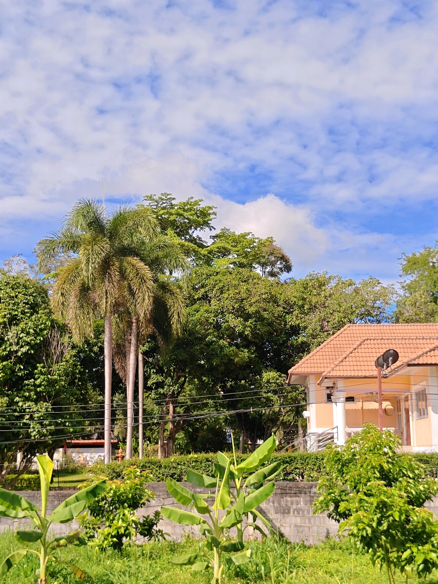 In the city of Khao Yai, Thailand, on a bright, partly cloudy day, a scene unfolds featuring lush vegetation and a residential building. In the foreground, various green plants, including banana trees with their broad leaves, grow amidst tall, vibrant grass. A low-lying concrete wall runs horizontally across the mid-ground, separating the foreground from a more cultivated area.
Behind the wall, a cluster of tall palm trees with feathered fronds stands prominently, their trunks slender and light-colored. Interspersed with the palms are dense canopies of various other trees, their leaves a rich green, creating a layered effect.
To the right of the frame, a light-colored house with an orange tiled roof is visible. The house has visible windows and architectural details, including a porch or veranda. Mounted on a pole near the house is a dark satellite dish. Power lines stretch across the scene, strung between unseen poles. The overall impression is one of a semi-rural or suburban setting with abundant natural greenery.