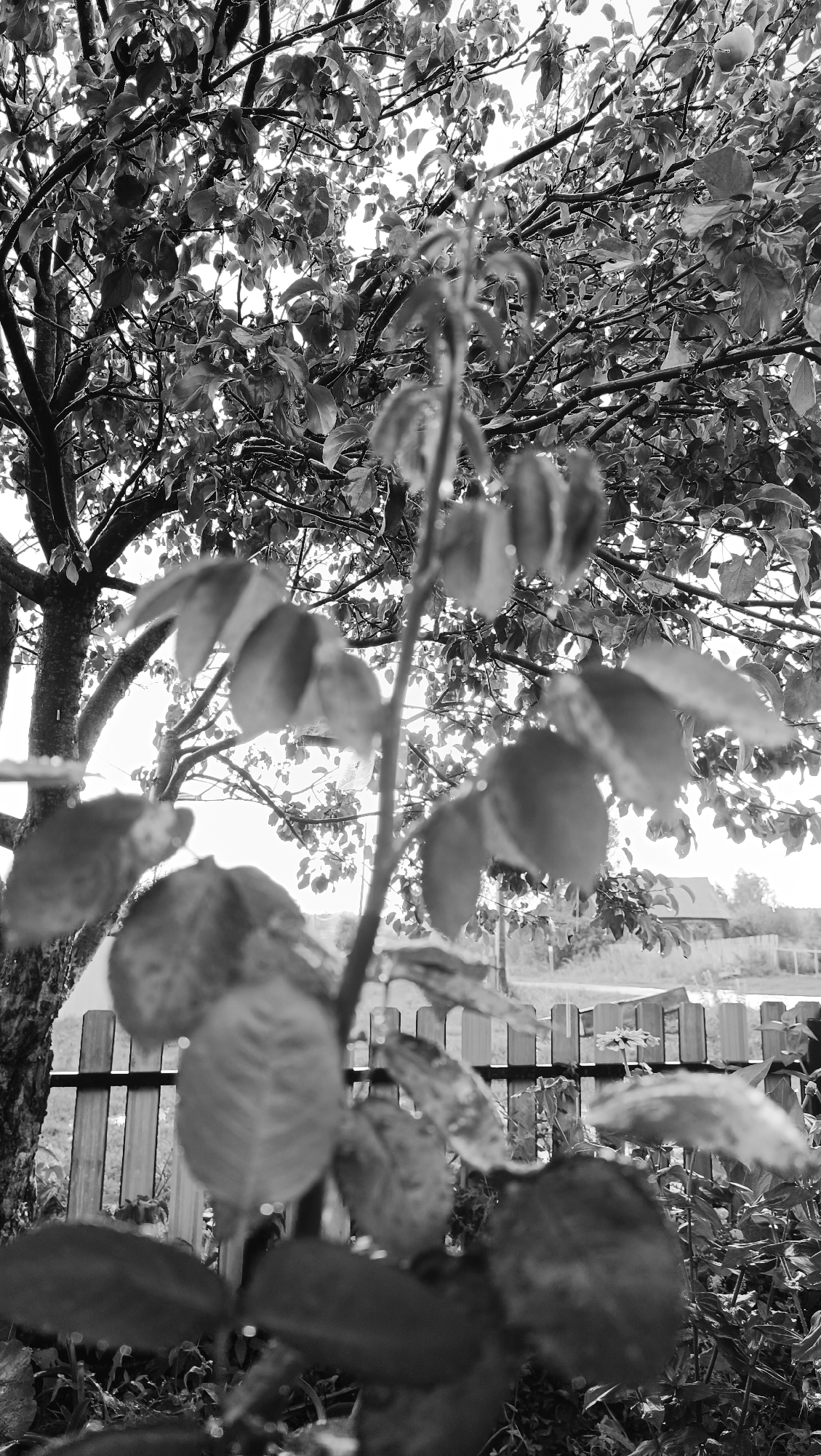 The black and white photograph captures a close-up view of wet leaves in the foreground, with a tree canopy filling the upper portion of the frame. Behind the leaves, a wooden picket fence runs horizontally, and beyond that, a rural landscape with a building and more vegetation is visible. The lighting suggests it might be daytime, possibly after rain, with light filtering through the leaves. There are no people or animals present in the image. The location is described as the city of Karsha, Russia.