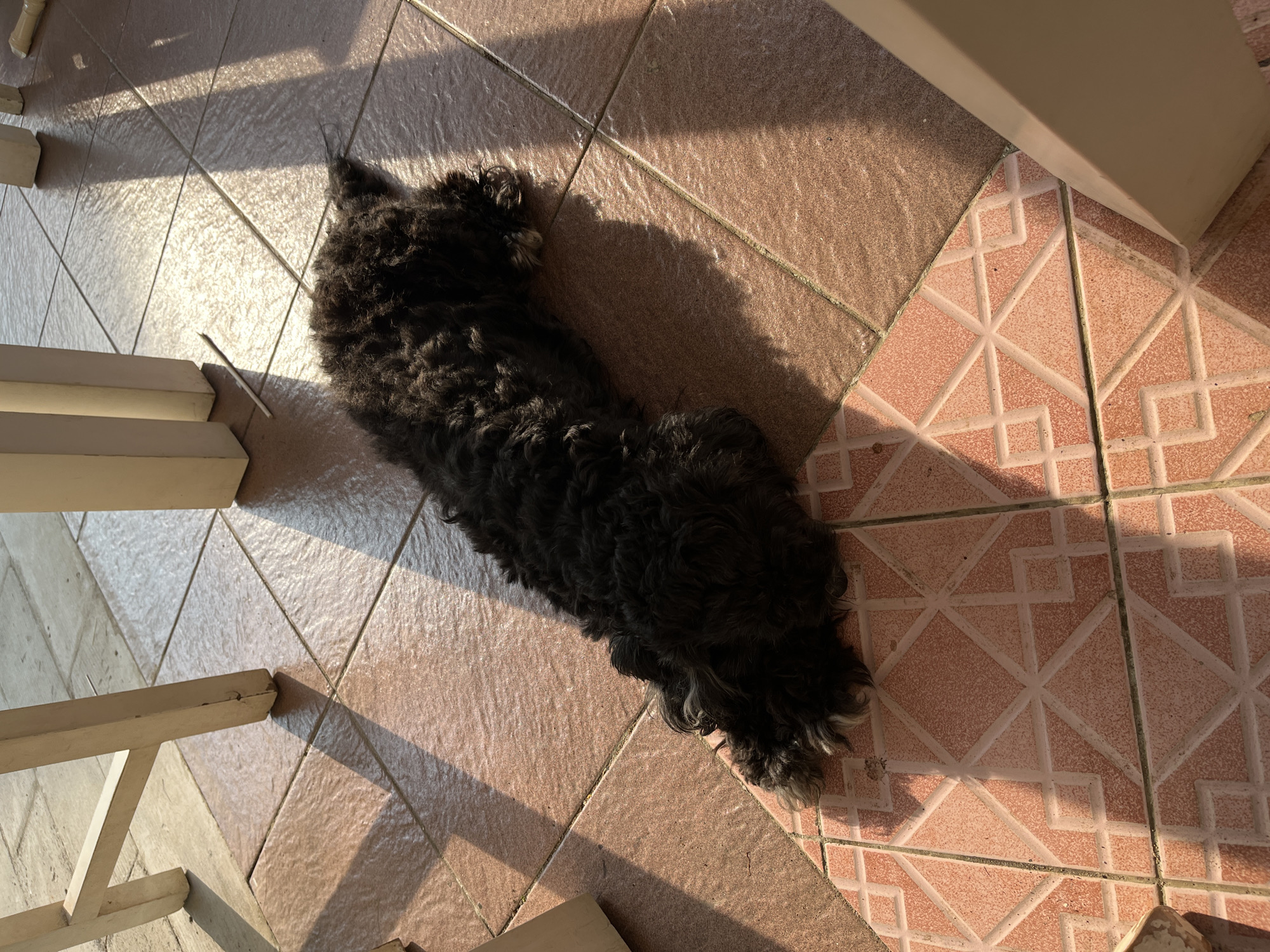 A black poodle is lying on a tiled floor, partially in sunlight and shadow. The poodle is curled up, with its head resting on its paws and its body stretched out. Its fur is dark and curly, with some lighter colored fur visible on its paws. The floor is made of terracotta-colored tiles with a geometric pattern. In the background, the legs of a white table and chair are visible, casting long shadows across the floor. The scene appears to be outdoors, possibly on a patio or balcony. The location is Karangkebagusan, Indonesia.