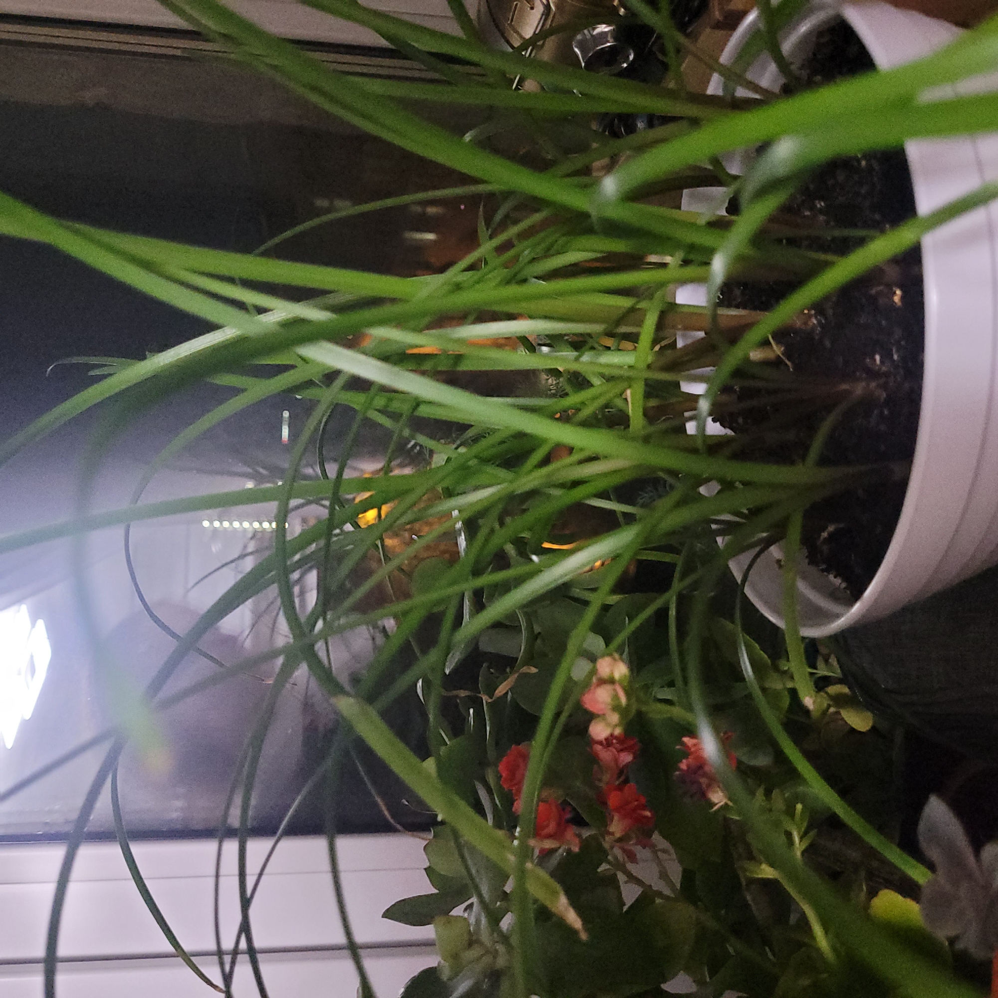The image shows a close-up of several green plants, with a white pot in the foreground. The plants have long, slender leaves that arch over the pot. In the background, there are hints of a window with some lights reflecting on it. There are also some small red flowers visible on another plant to the left of the main subject. The lighting suggests it might be indoors, possibly near a window at night.