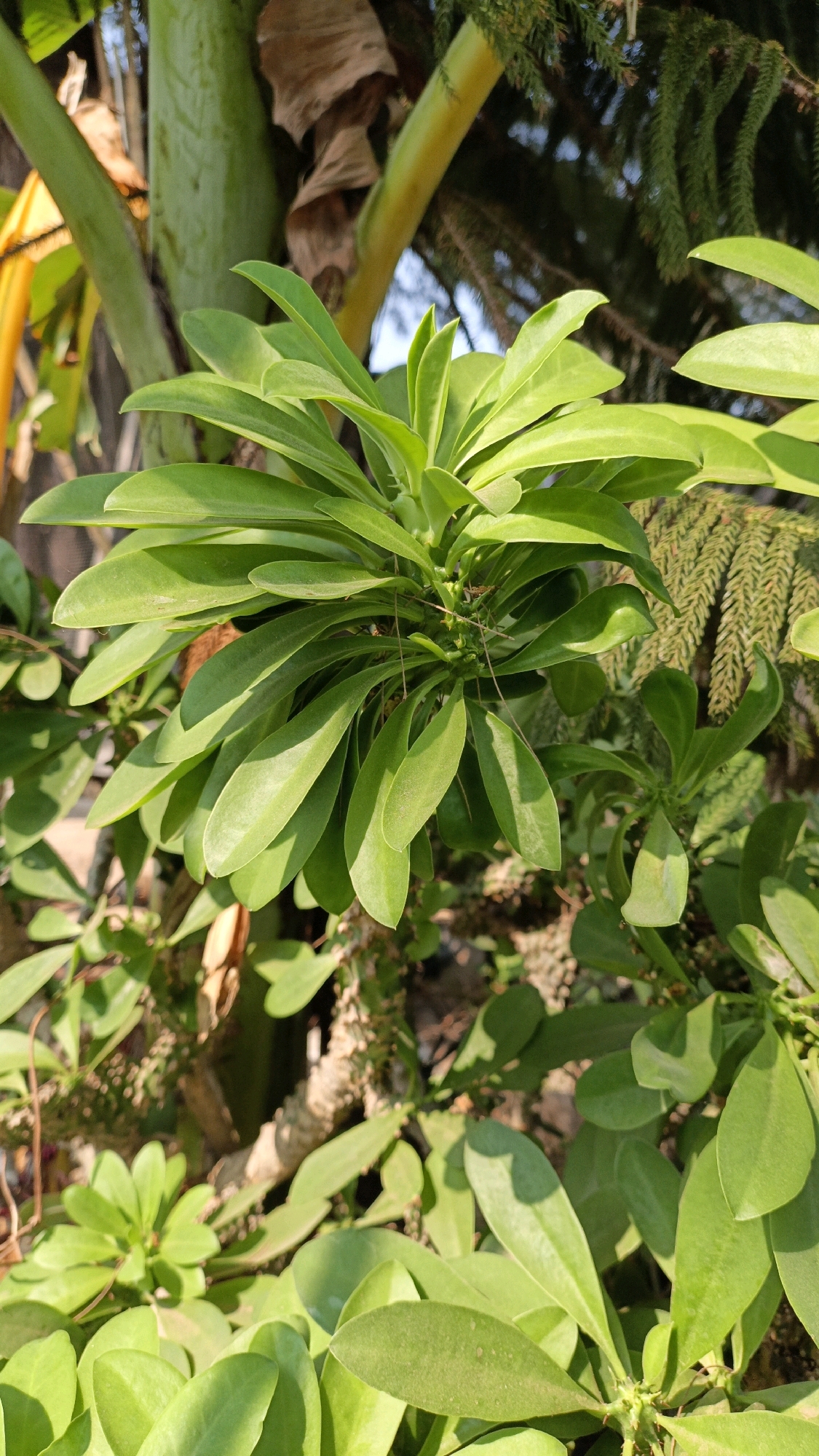 A close-up, detailed photograph captures a vibrant green plant with elongated, succulent leaves. The plant's foliage is dense and forms a lush canopy, with individual leaves overlapping and fanning outwards from a central stem. The leaves are smooth, with a slightly glossy finish that reflects the ambient light. Subtle shadows are cast across the leaves, highlighting their rounded edges and the plant's overall form.
In the background, other elements of the environment are visible, though less in focus. There are hints of other plants, including what appear to be the thicker stalks of banana trees, with their characteristic large, dry leaves. A yellow, cylindrical stem or branch is visible, as are darker, spiky needles from what could be a pine tree. The lighting suggests an outdoor setting, possibly in a garden or park, with sunlight filtering through the canopy. The overall impression is one of lush, natural growth in a well-lit environment.
This scene was captured in the city of Cikal, Indonesia, suggesting a tropical or subtropical climate conducive to such abundant plant life. The image does not contain any people or discernible human activity. The focus is solely on the botanical details of the plant and its immediate natural surroundings.