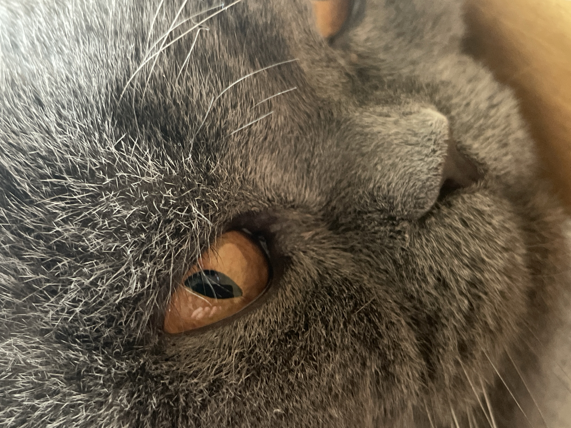A close-up, head-and-shoulders shot captures the left side of a gray cat's face, focusing on its eye. The cat's fur is a mix of dark and light gray, with some lighter gray or white whiskers extending from its muzzle. Its eye is a striking amber color, with a vertical black pupil. The fur around the eye is slightly lighter, and a small, bright white highlight is visible within the iris. The cat's nose and muzzle are visible, with a hint of its mouth. The background is softly blurred and appears to be a light brown, wooden surface. There are no people present in the image. The location is Unknown, Unknown.