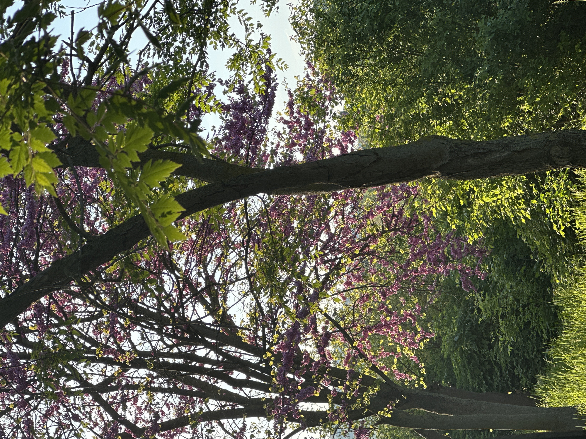 The image shows a view looking up through trees in Beloslav, Bulgaria. Some of the trees are flowering with small, bright pink blossoms. There are various types of green foliage present, with some trees having leaves that are newly emerging. The sky is visible in patches between the branches. The scene appears to be in a natural setting.