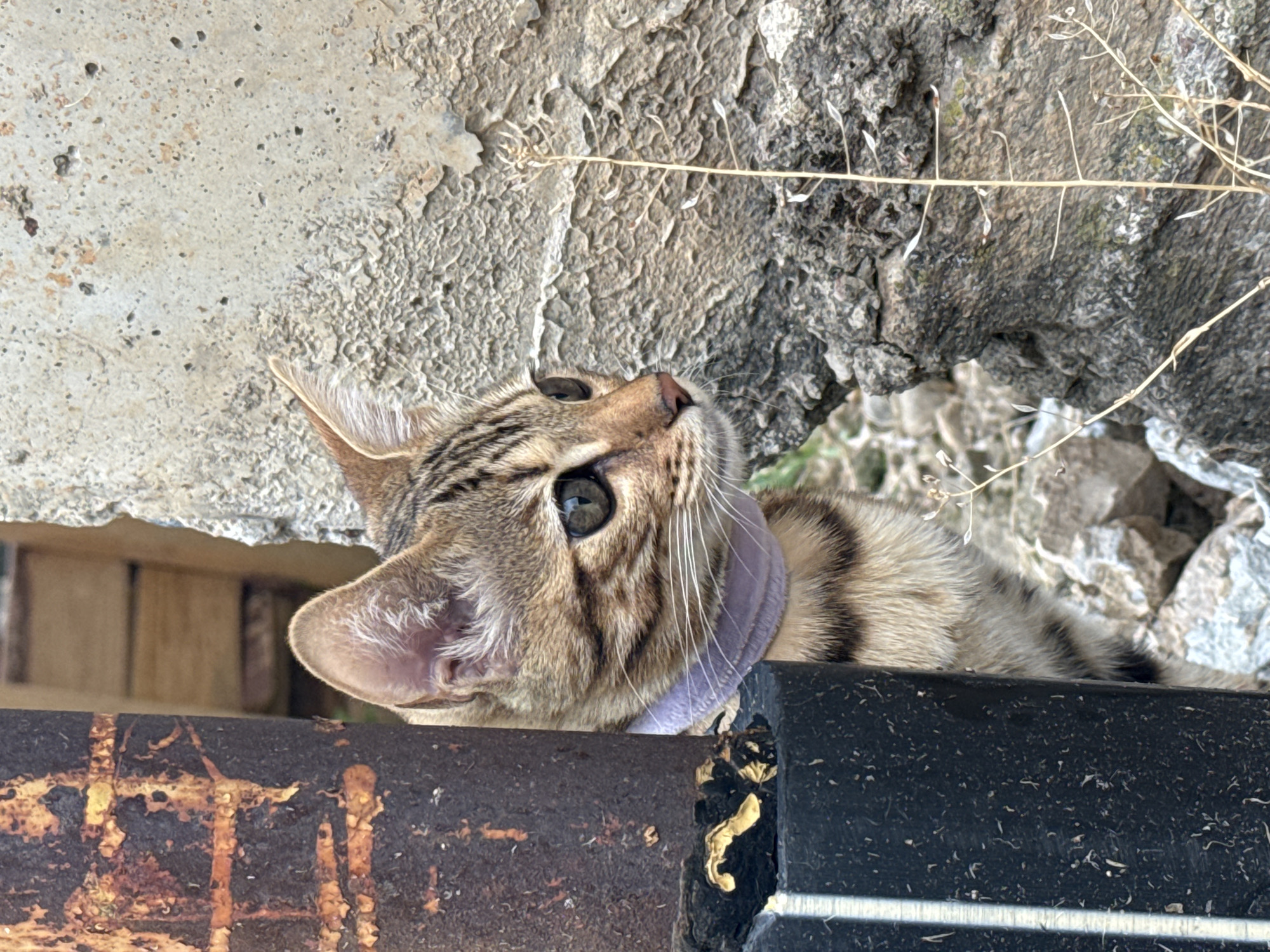 The image shows a close-up of a tabby cat with a purple collar peeking out from behind a rusted metal pole and a rough-textured concrete wall. The cat's head and part of its body are visible. The background consists of rocks and dry vegetation. The scene appears to be outdoors in an urban or semi-urban environment, possibly an alleyway or a neglected area. There is no information in the image to suggest it is located in Rzhev, Russia.