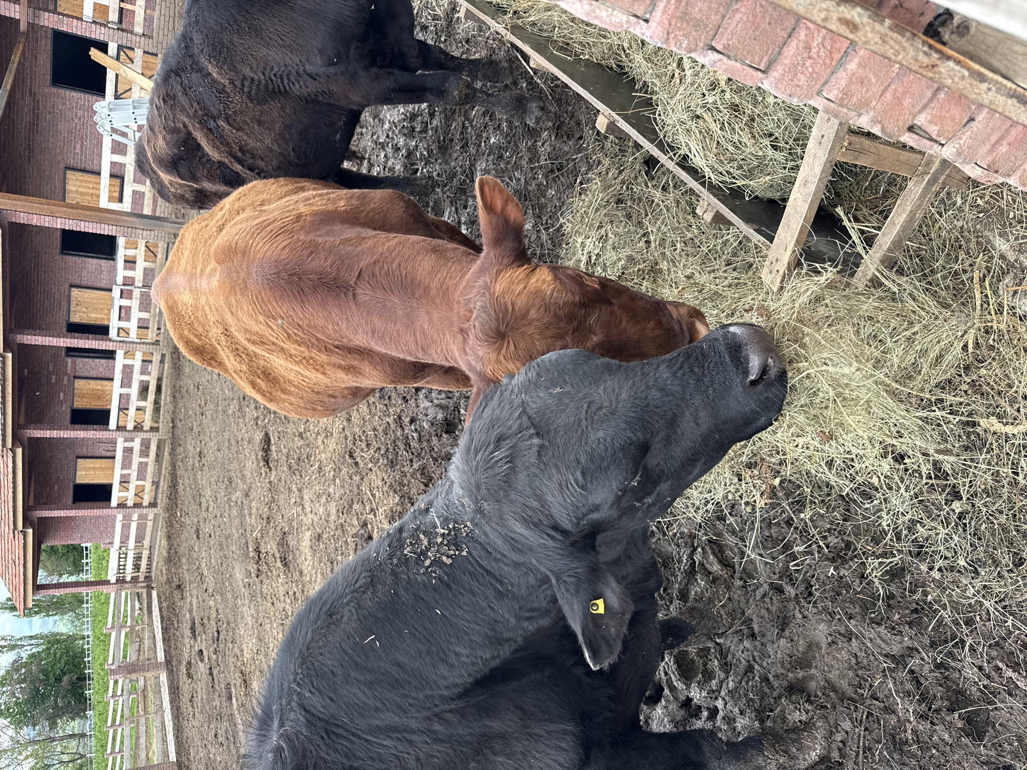 The image depicts three cows of different colors (black, brown) eating hay from a wooden feeder. The ground appears muddy. In the background, there is a brick building with what appears to be stable doors, and a white fence is also visible. The scene appears to be on a farm or ranch, likely in a rural environment and is located in Dsegh, Armenia.