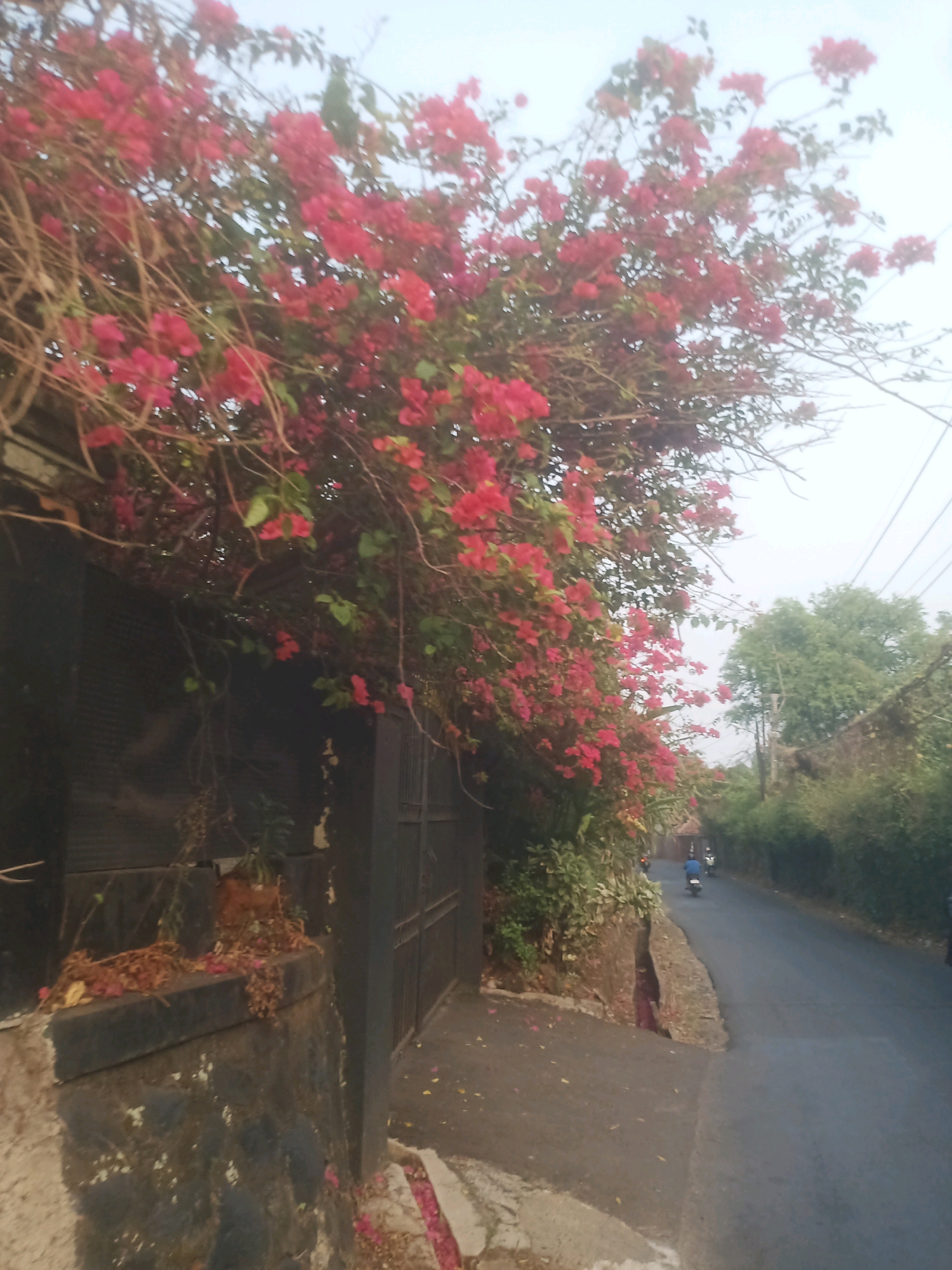 A street scene in Ciseeng, Indonesia, shows a dark grey asphalt road with a slight incline. The road is bordered on the left by a low stone wall with a darker, possibly concrete, upper section. Overhanging the wall and extending into the street is a dense profusion of vibrant pink bougainvillea flowers and their woody stems. A black metal gate is visible embedded in the wall. On the right side of the road, there is a thick growth of green trees and foliage. Further down the road, two motorcycles are visible, one with a person wearing a blue shirt and the other with a person wearing a white shirt. The sky is a pale, hazy blue. Electrical wires are strung overhead.